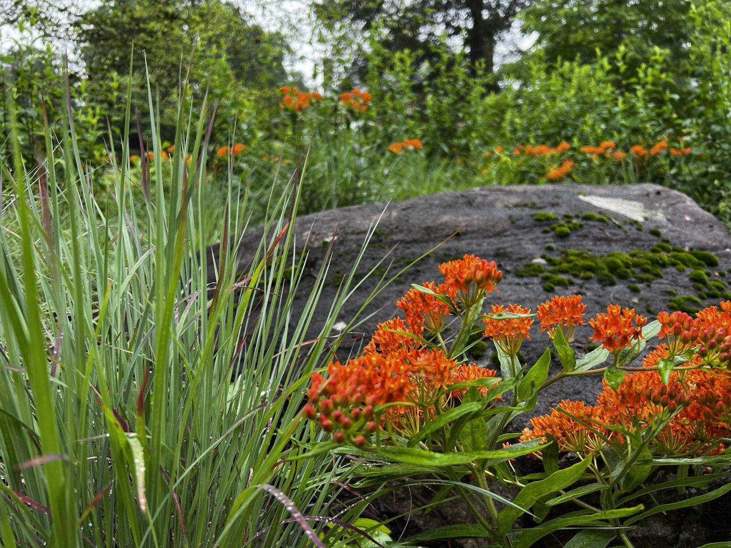 Low-Maintenance Meadow Gardens for Philadelphia and main line Landscapes — Union Landscape Design, Philadelphia Main Line