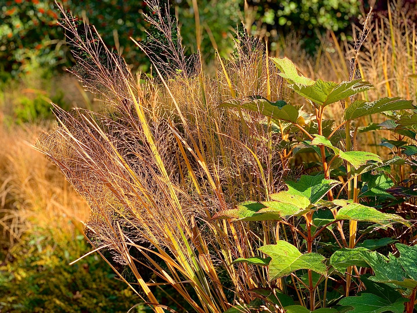 Airy switchgrass seed heads catching the light beside oakleaf hydrangea foliage