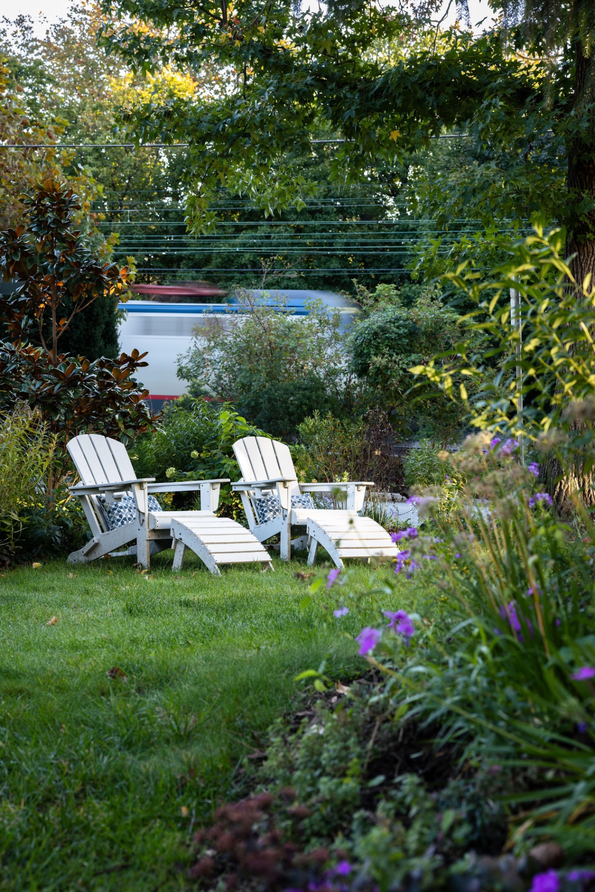 White Adirondack chairs on the lawn framed by magnolia and purple phlox