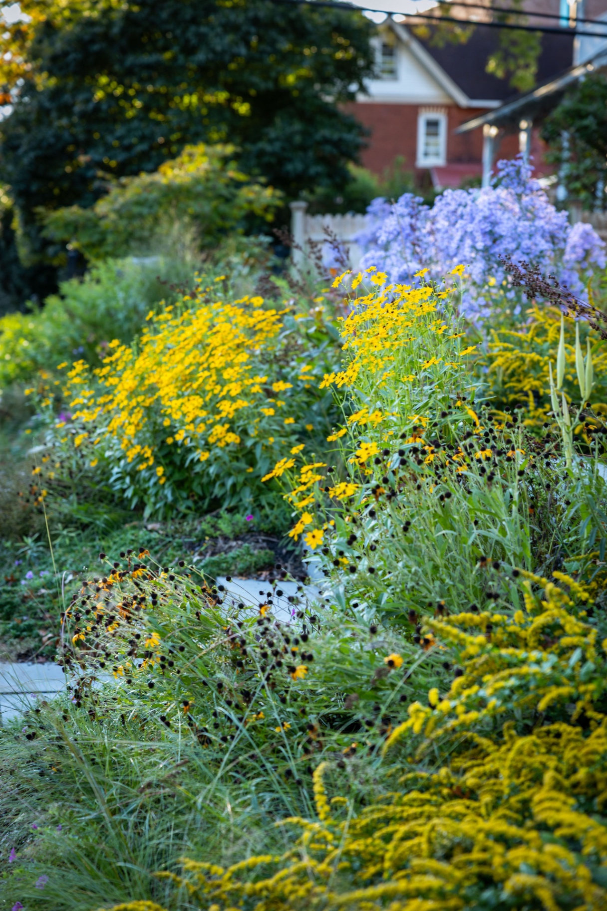 Rudbeckia, asters, and goldenrod in the Bryn Mawr townhome's sloped native border