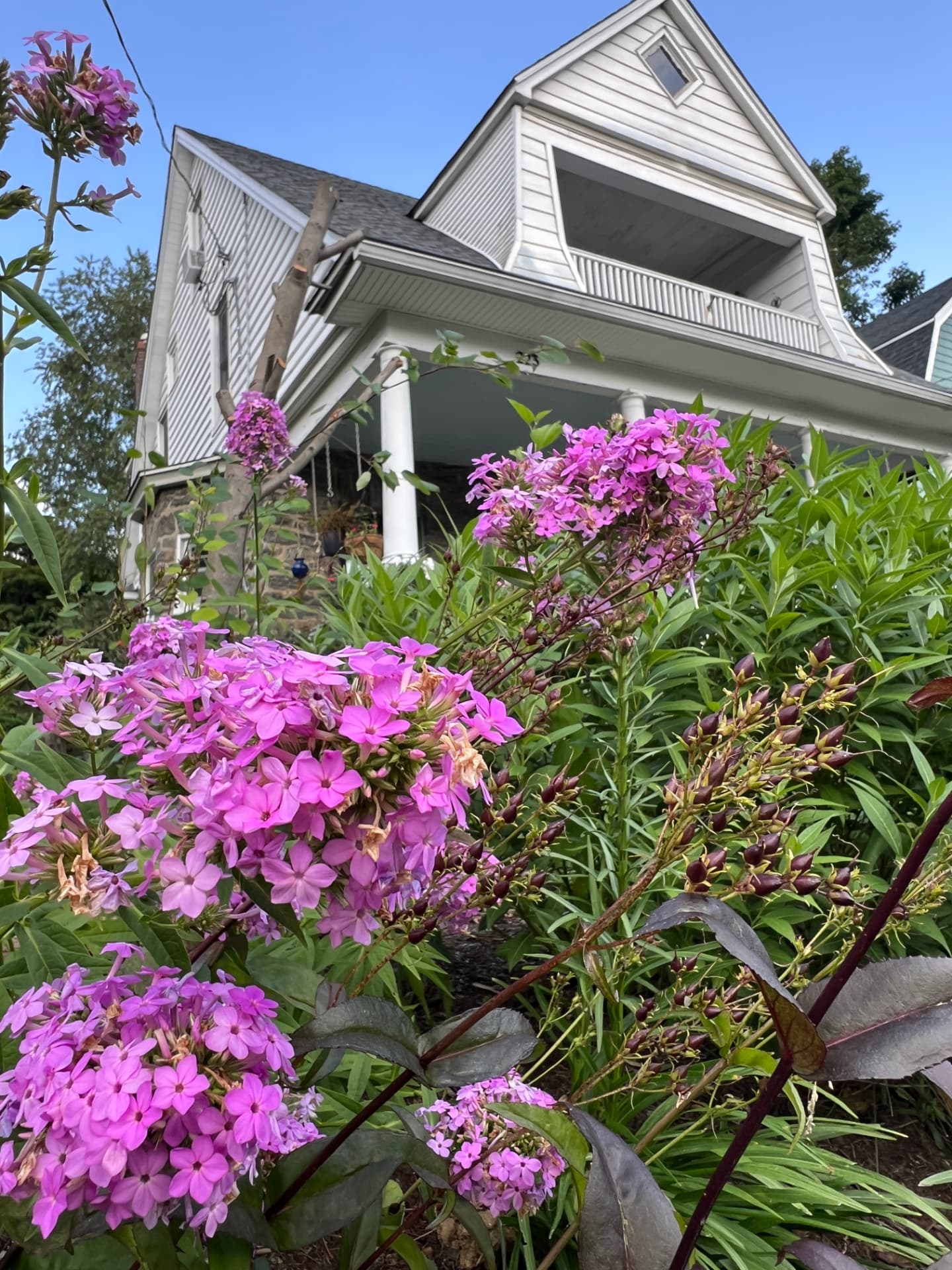 Pink phlox rising through the layered planting with the house beyond