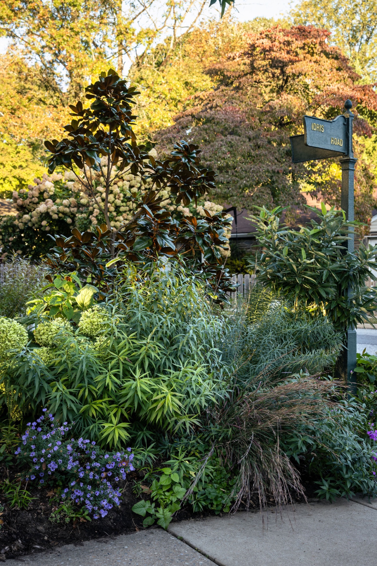 Corner planting of magnolia, hydrangea, asters, and grasses beside the Idris Road sign