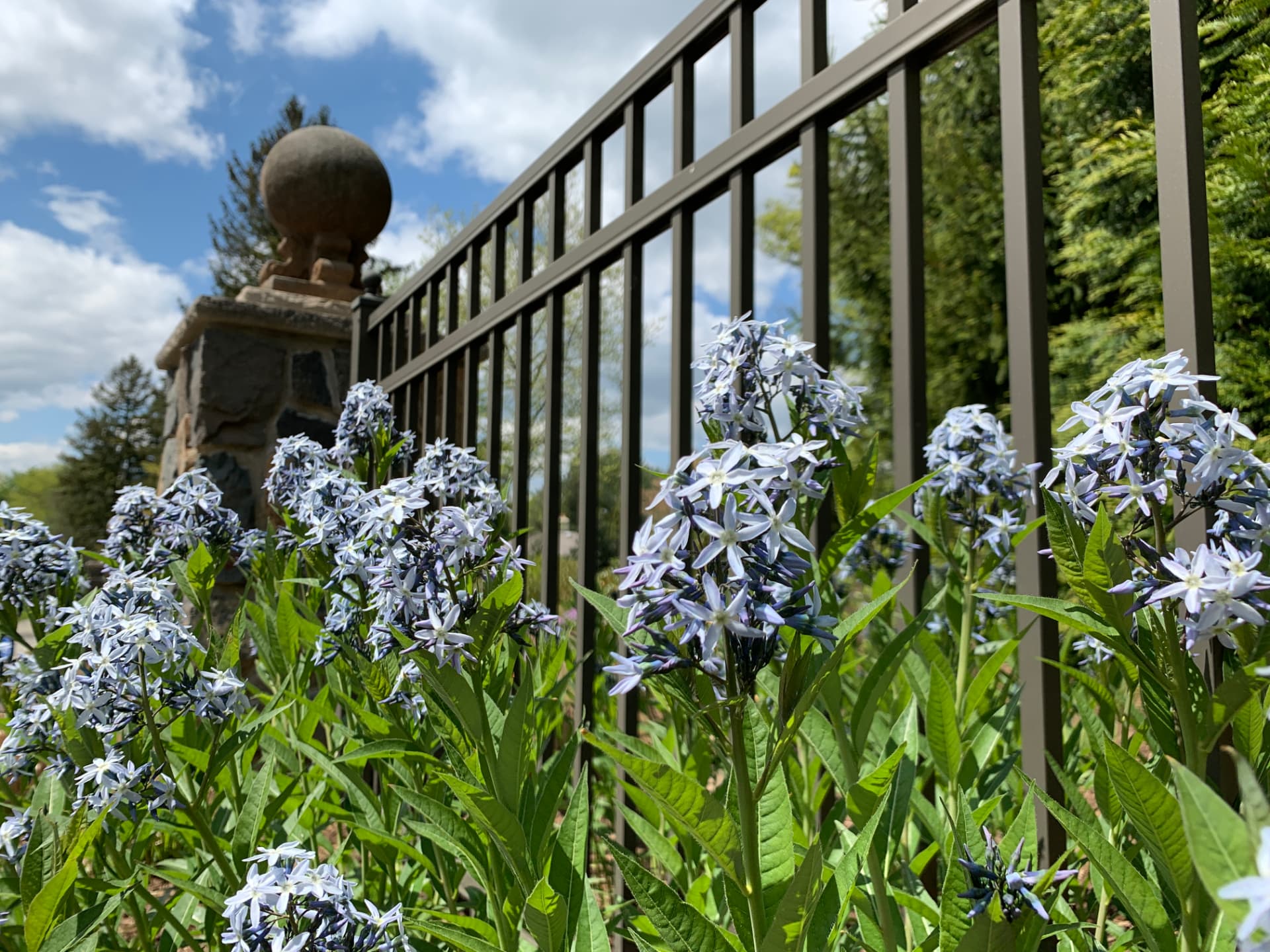 Pale blue amsonia flowers beside a dark fence and stone gate pillar