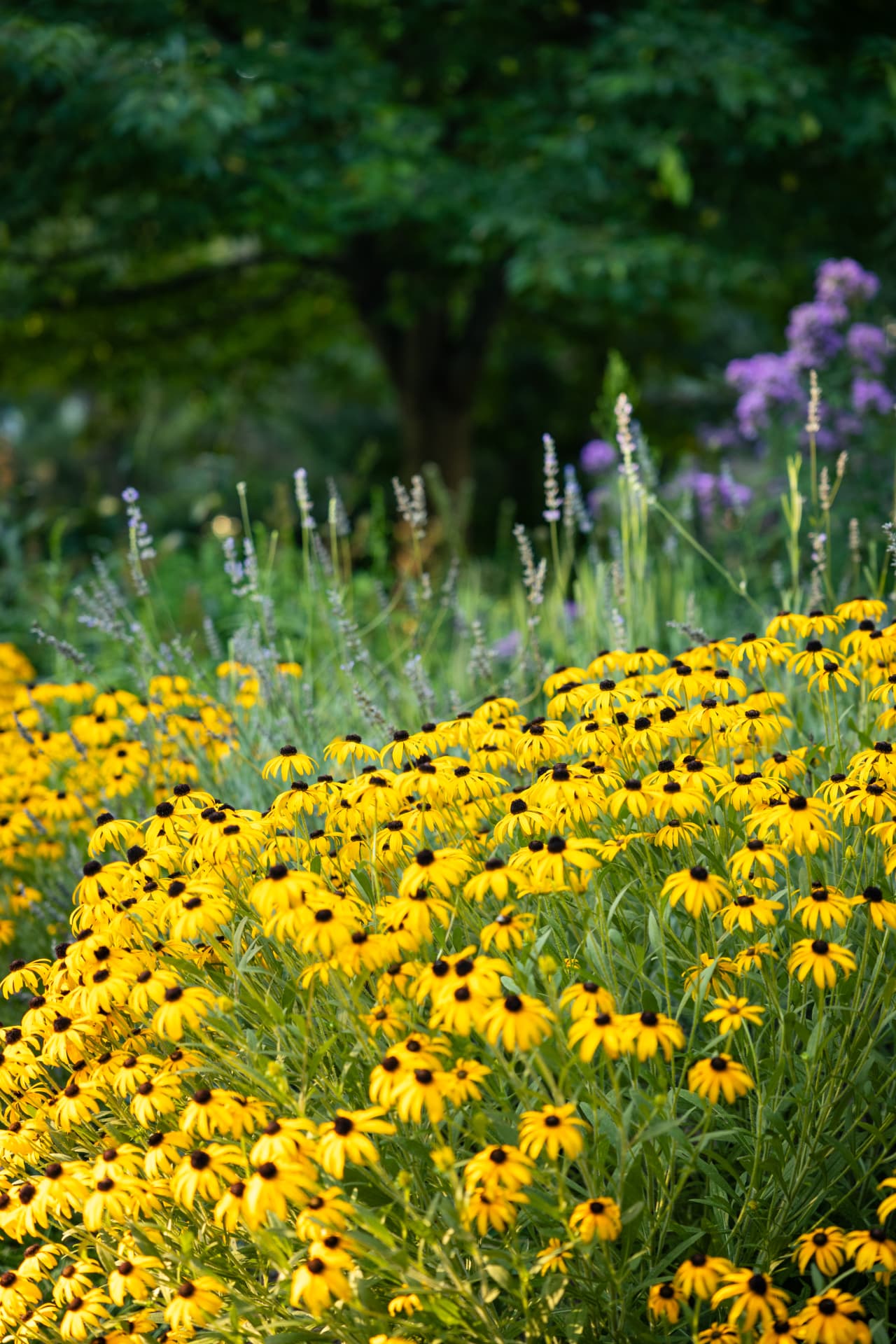 Field of yellow and purple flowers against a soft dark woodland backdrop