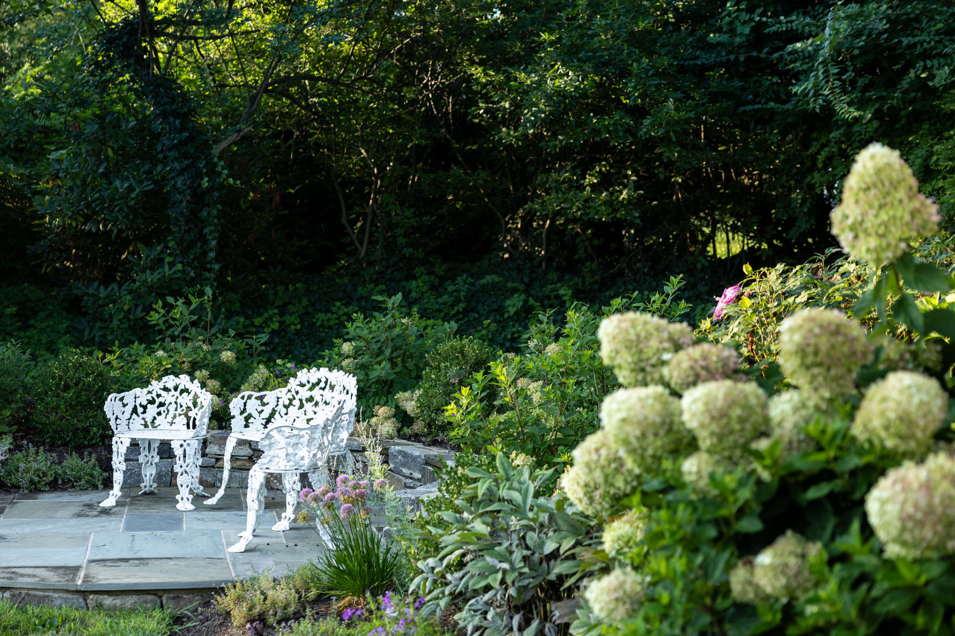 White garden chairs on the bluestone patio viewed through hydrangeas