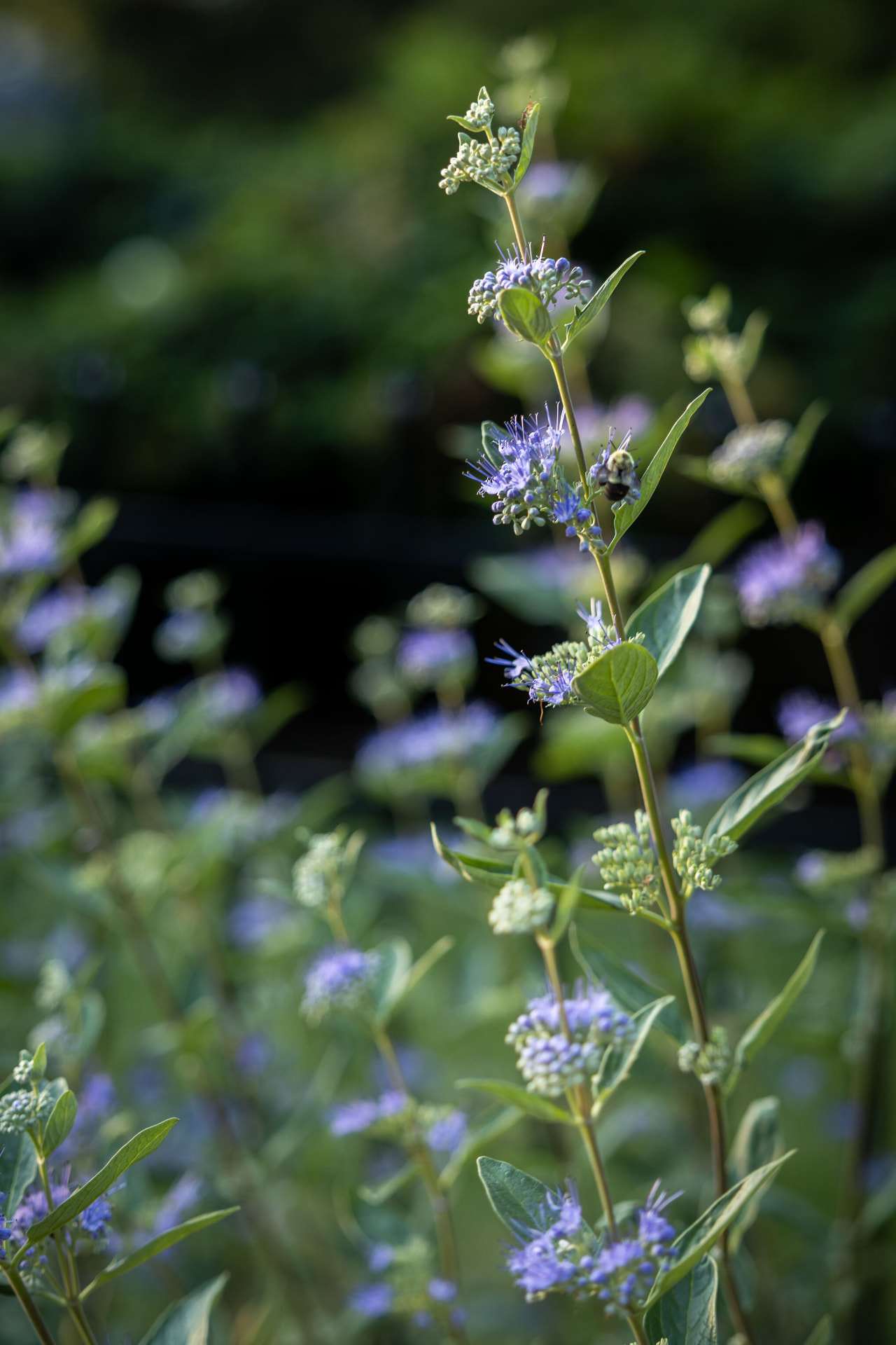 Close-up of blue flowers with soft bokeh in the Derwen Road garden