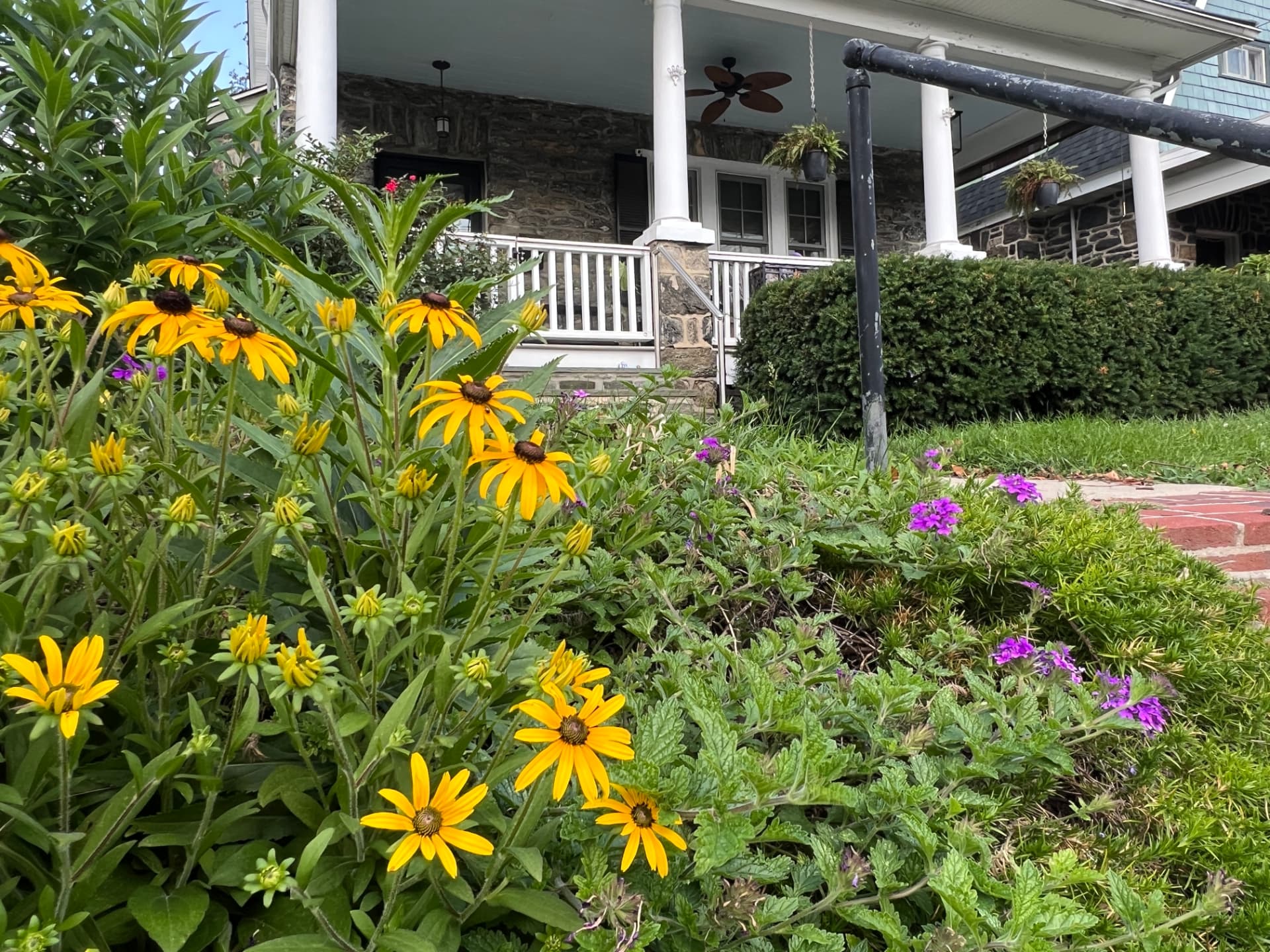 Black-eyed Susans and purple flowers filling the mature border below the porch