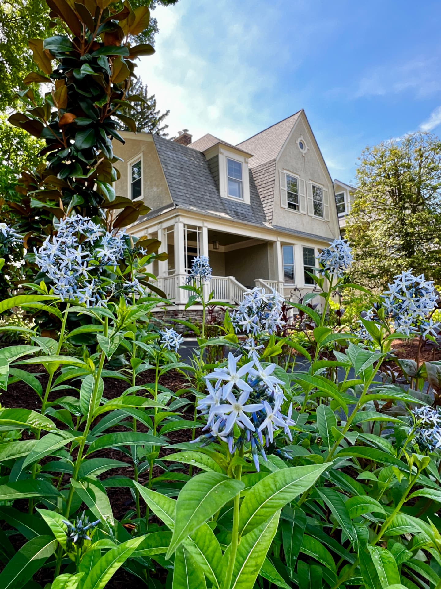 Low-angle view of blue star amsonia flowering in front of the Bryn Mawr townhome porch