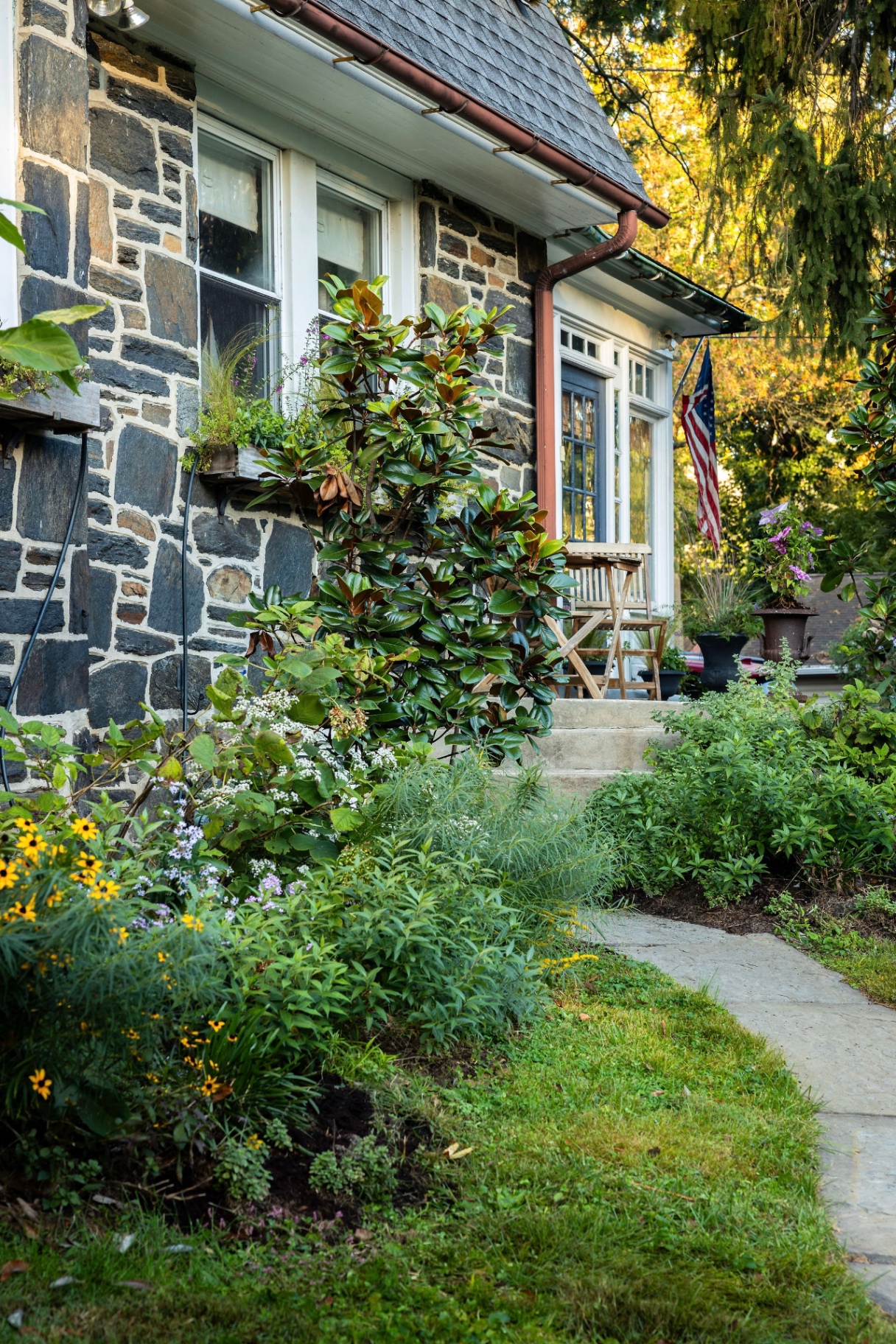 Black-eyed Susans and asters along the walk to the front steps of the stone house