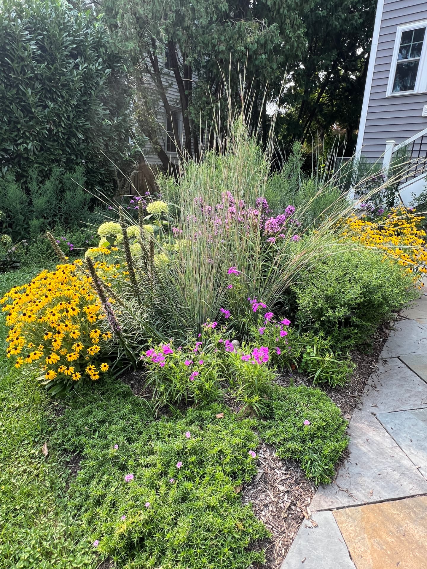Bluestone walk winding between layered hydrangeas, grasses, phlox, and black-eyed Susans