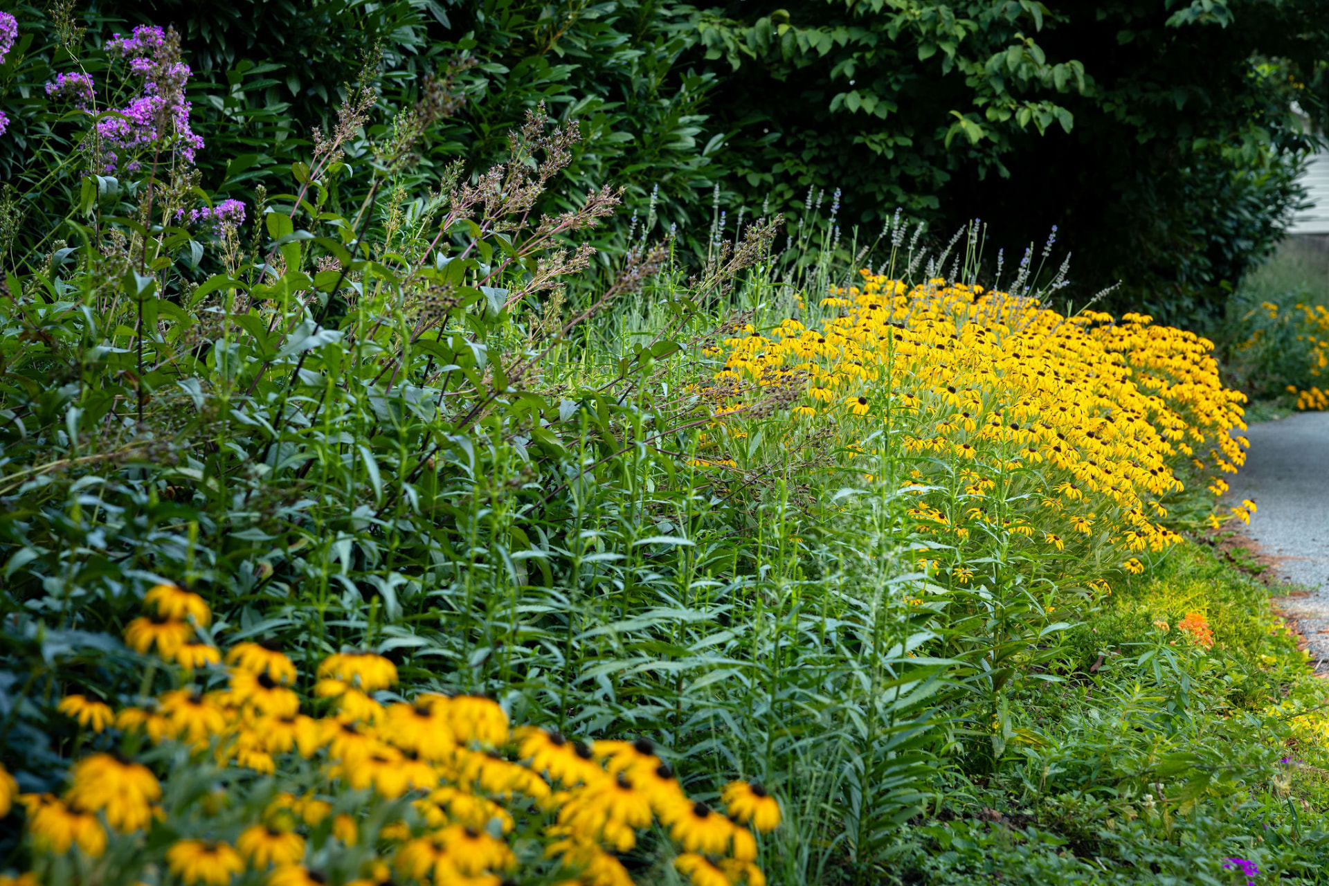 Long view of a garden border filled with black-eyed Susans, phlox, and catmint