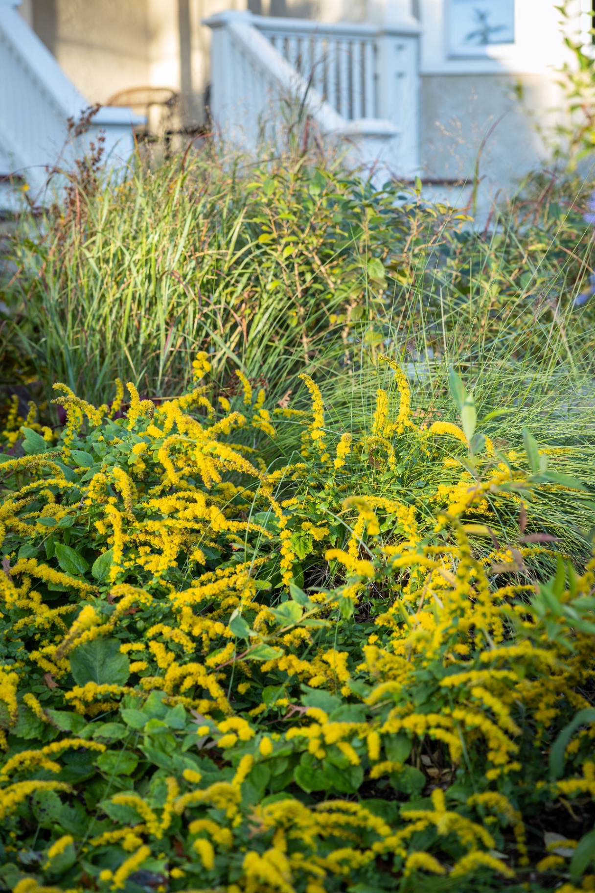Goldenrod and switchgrass in the front bed below the Bryn Mawr porch