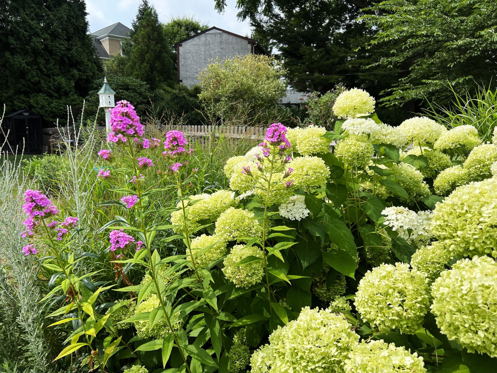 Pink phlox and white hydrangeas filling a sunny Wayne garden border