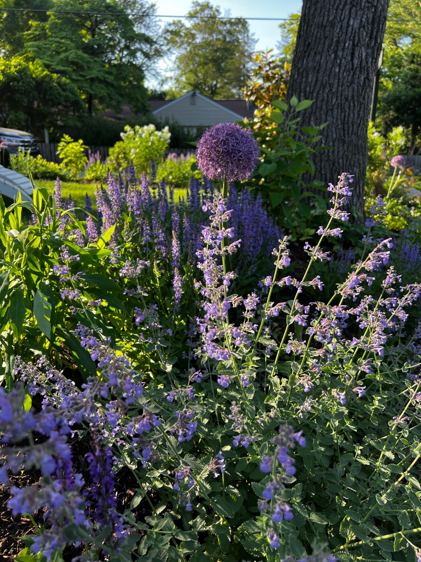 Purple allium and catmint filling a sunny garden bed