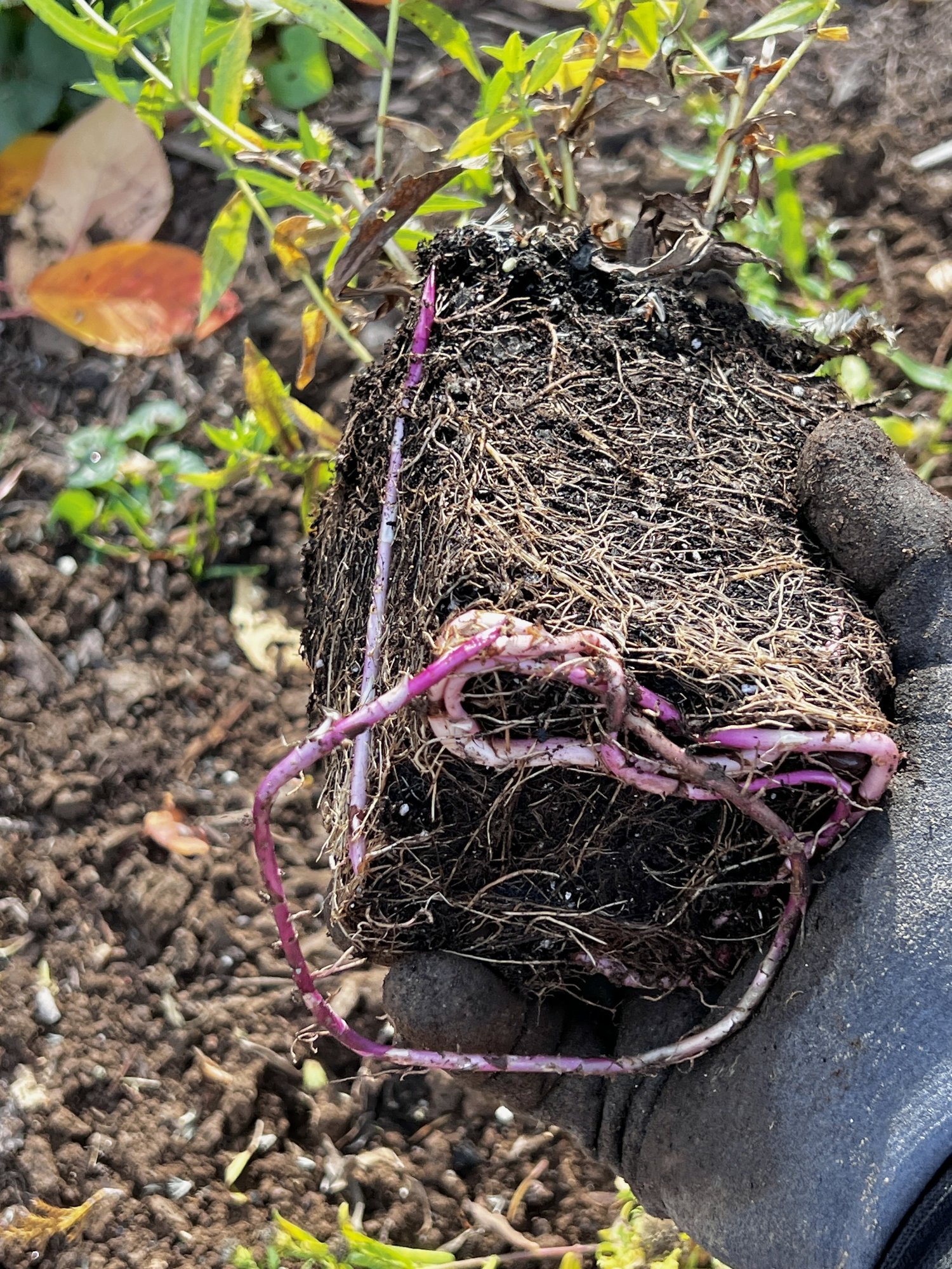 Planting in the Shoulder Seasons: Why Spring and Fall Are the Best Times to Build a Beautiful Garden — Union Landscape Design, Philadelphia Main Line