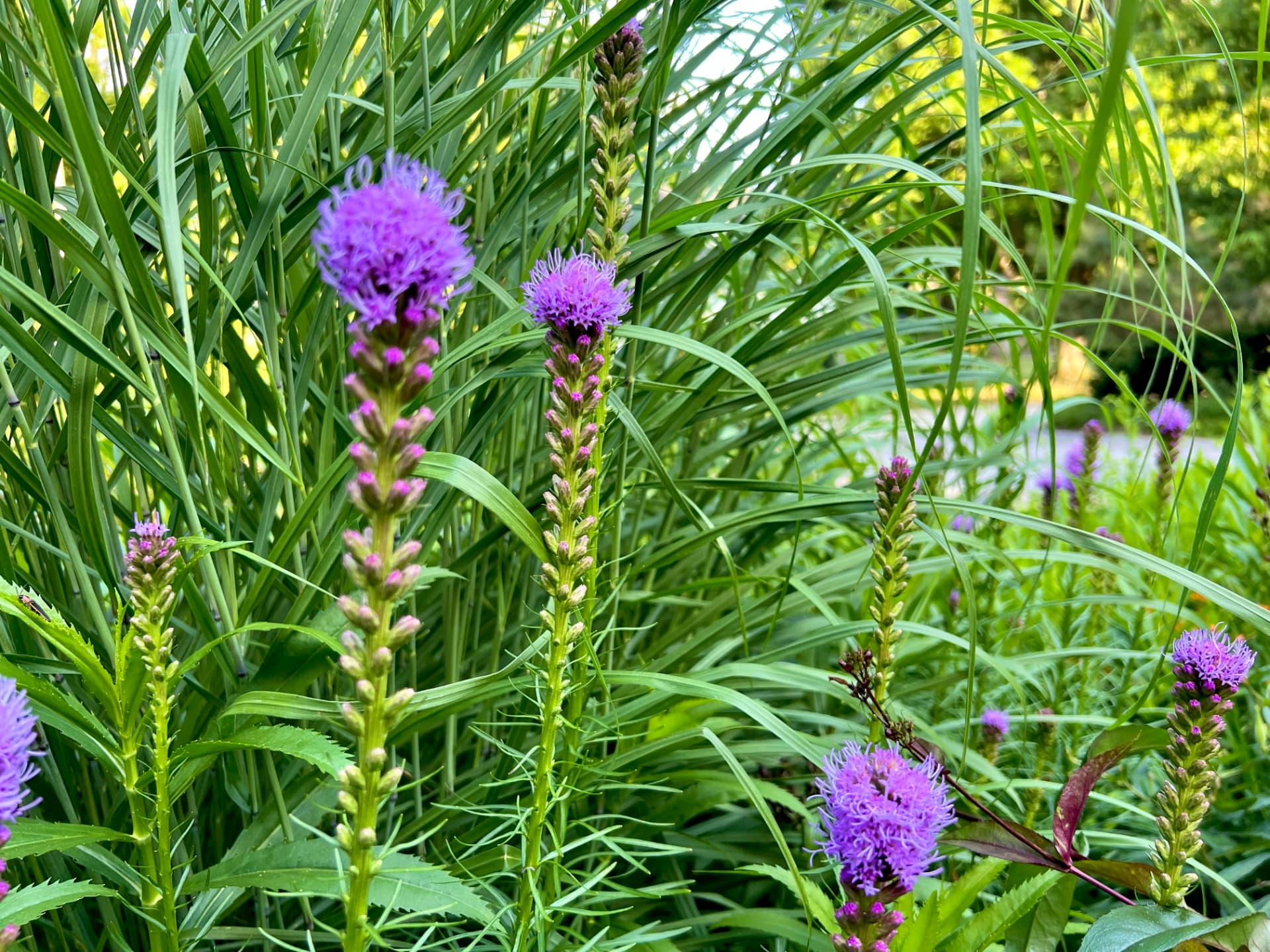 Blazing star flowers rising through tall green grass