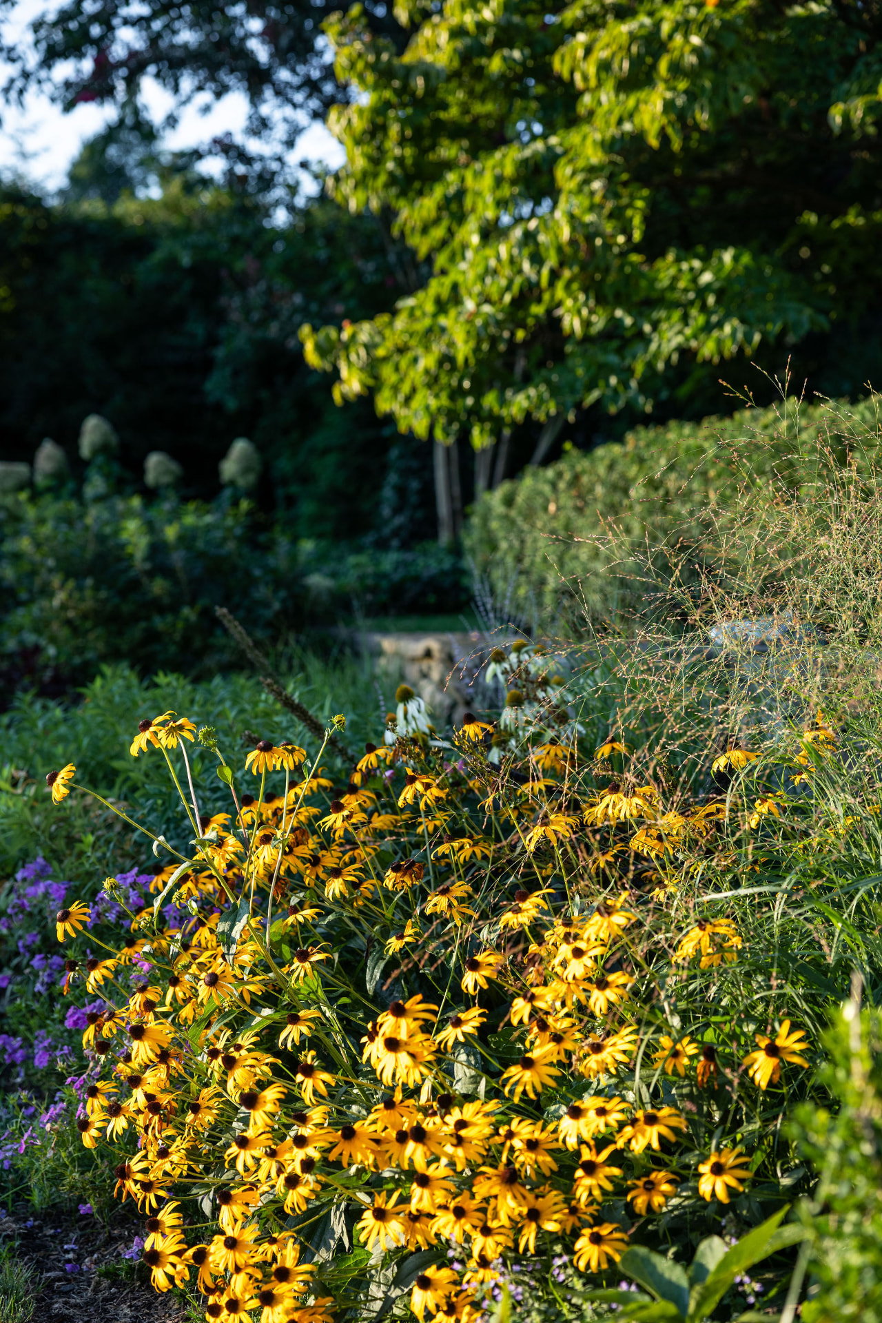 Black-eyed susans and ornamental grasses in evening light at Cheswold Hill