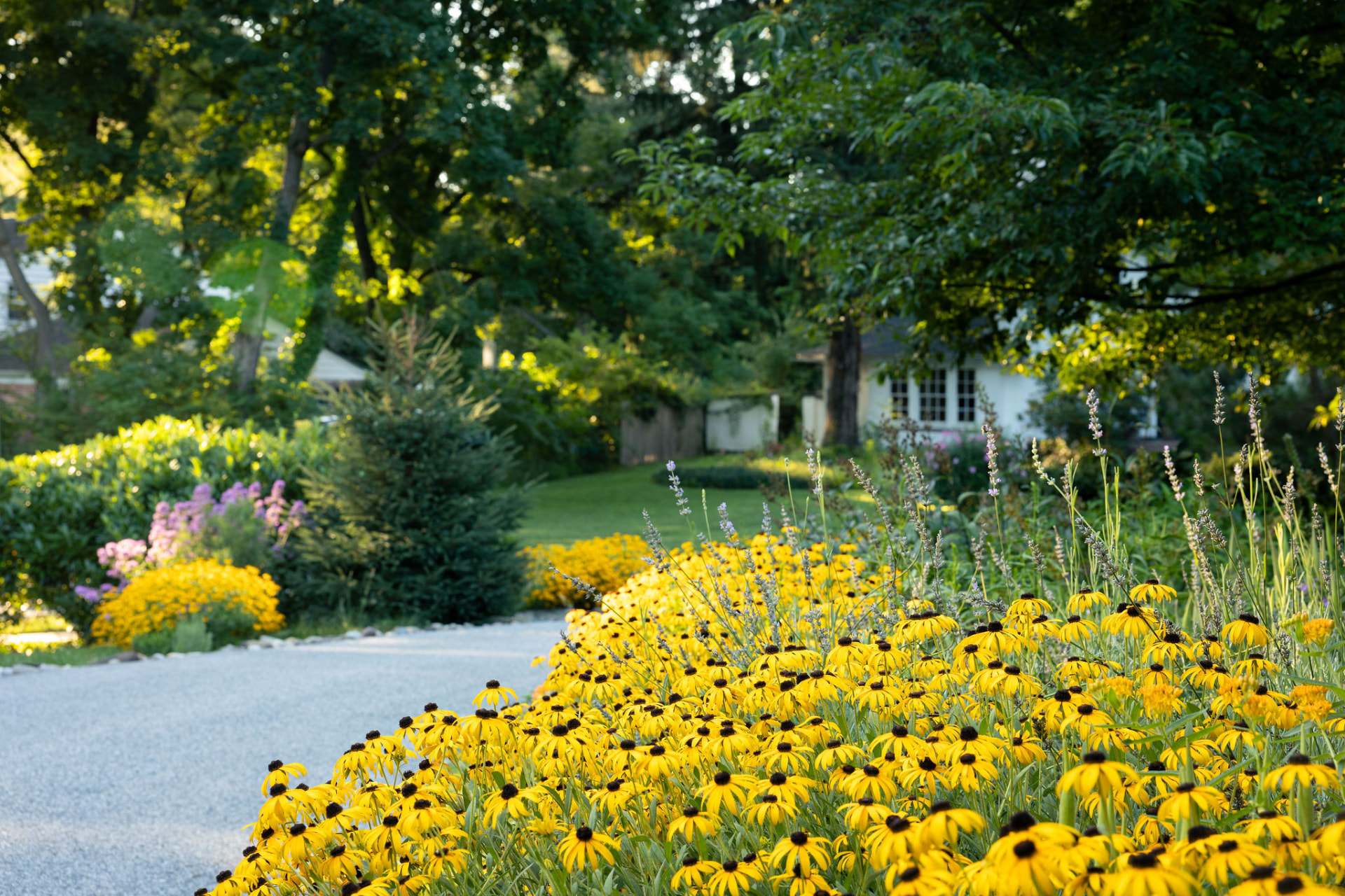 Gravel drive winding through drifts of yellow flowers and summer perennials