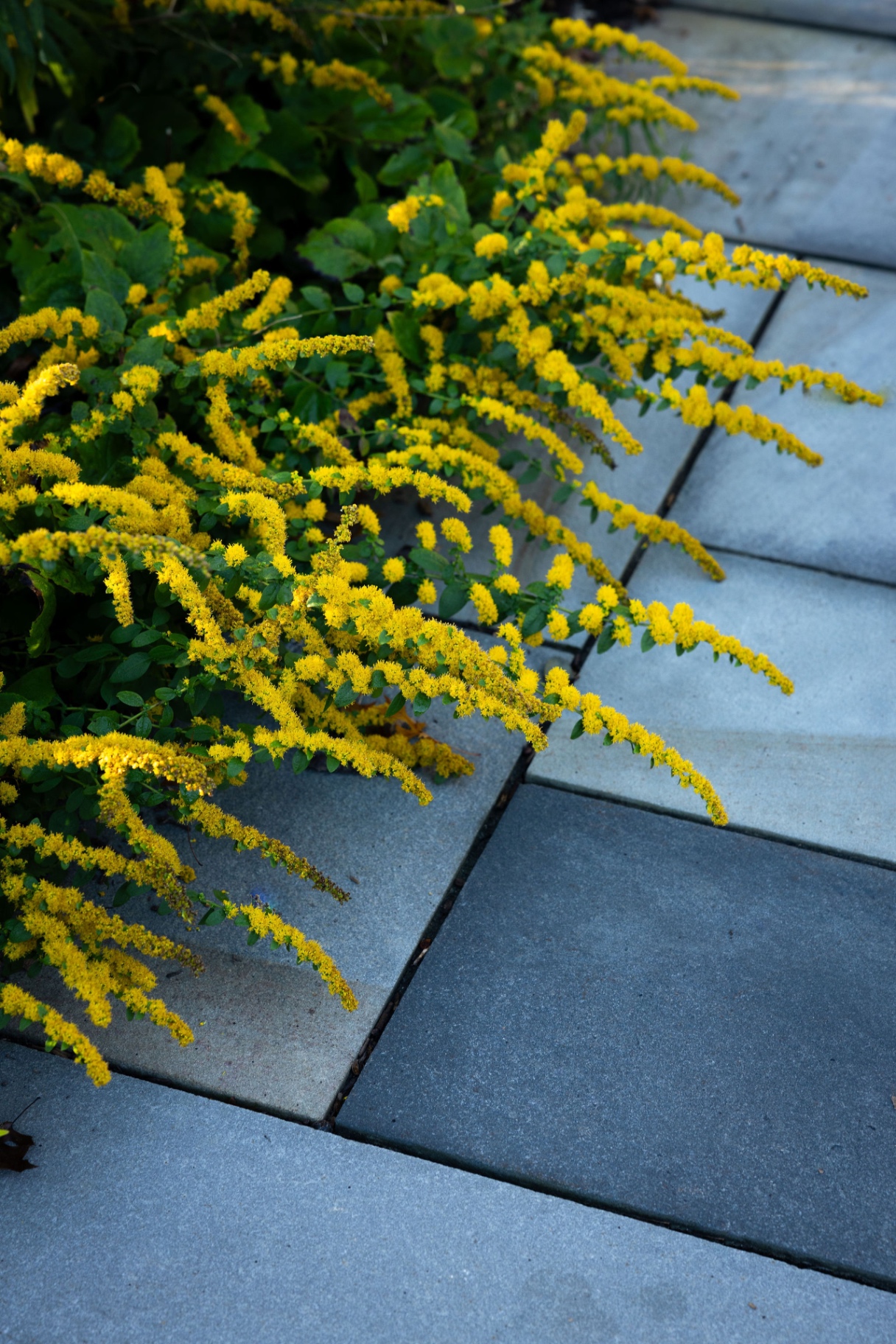Goldenrod arching over bluestone paving at the Bryn Mawr townhome