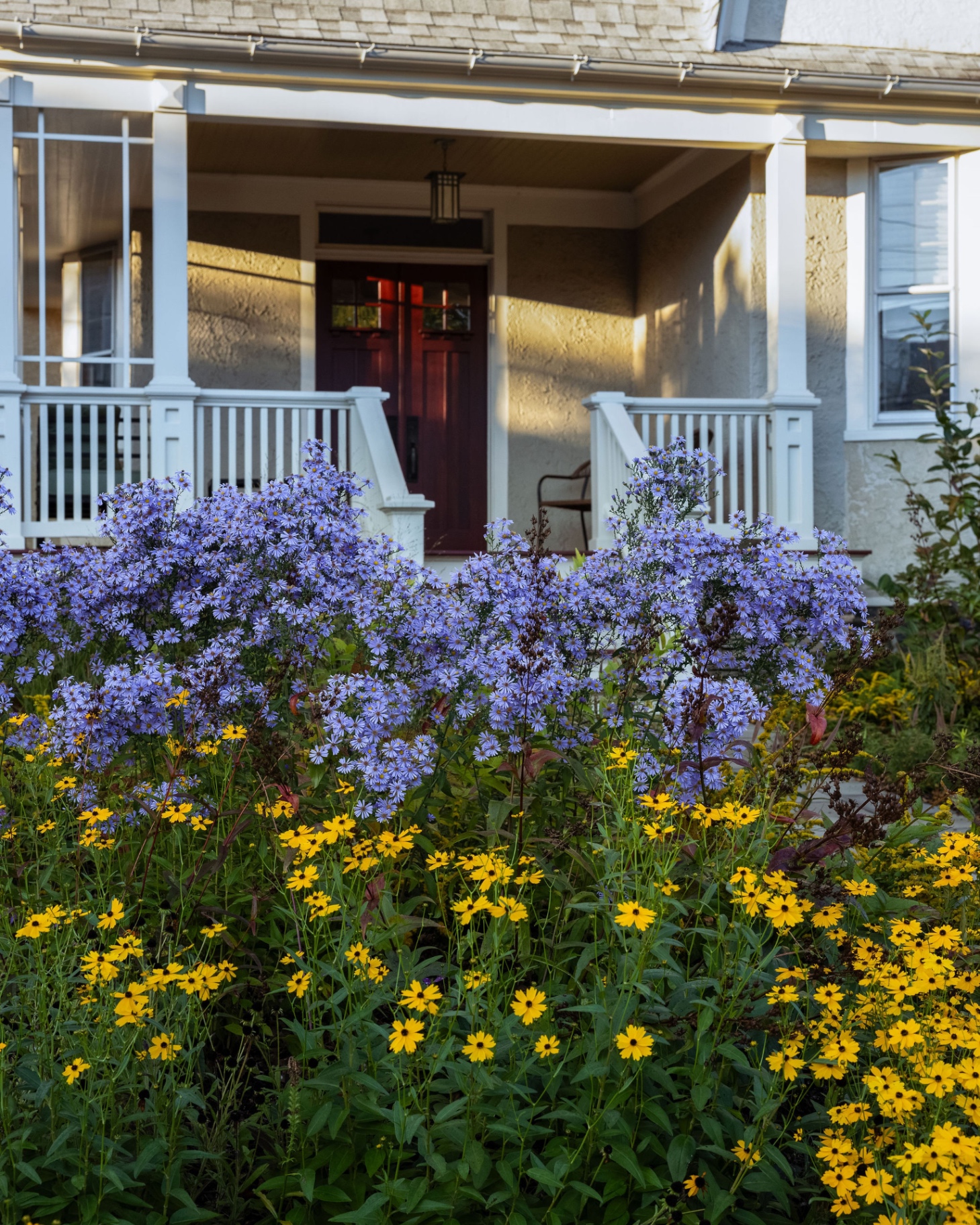Blue asters and golden rudbeckia blooming in front of the Bryn Mawr townhome porch