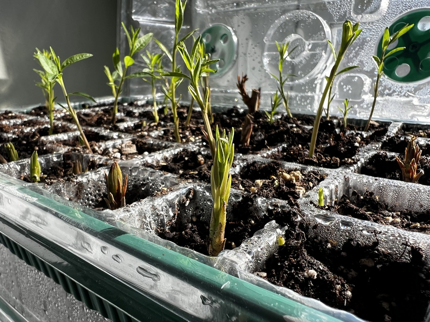 Getting Started — Union Landscape Design, Philadelphia Main Line