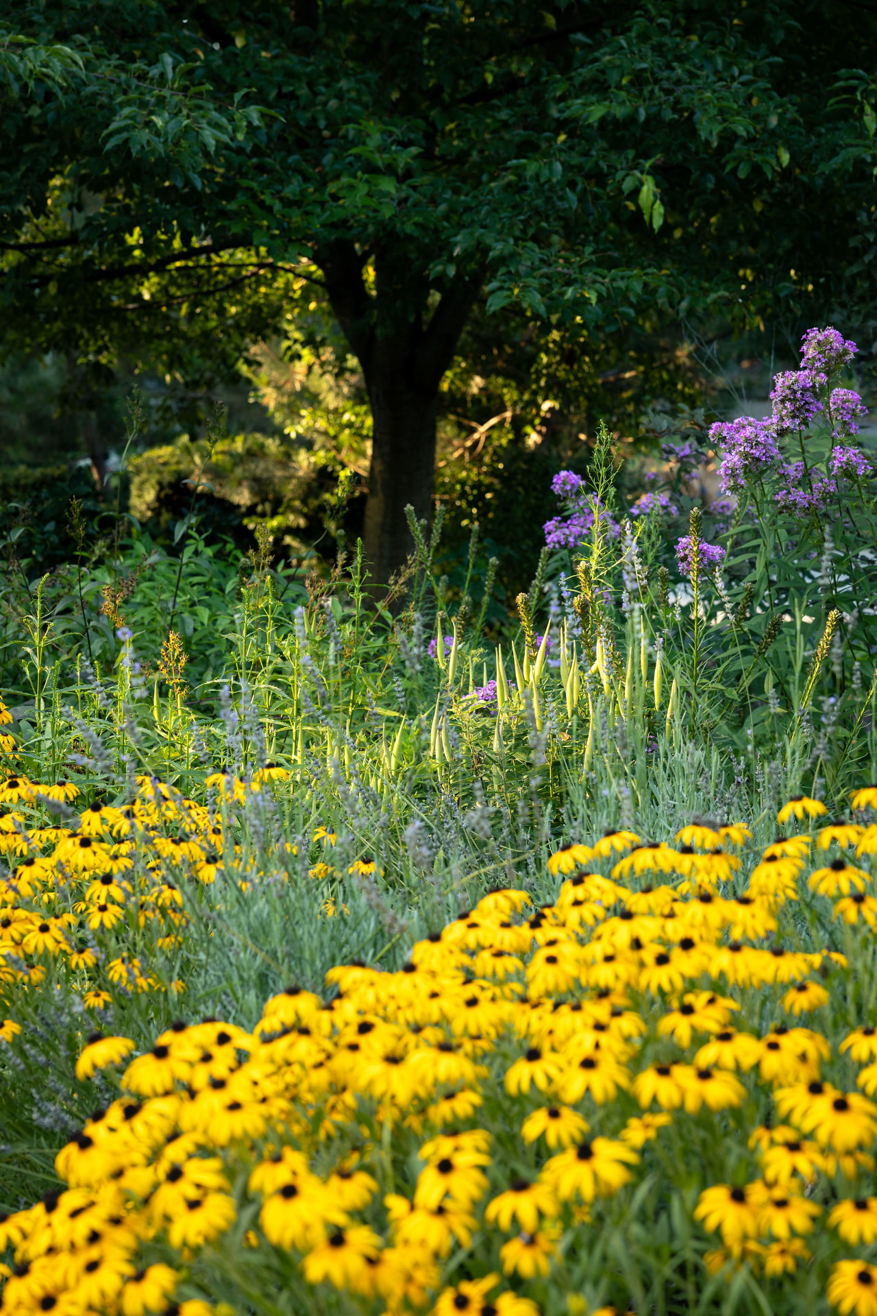 Layered perennial planting with black-eyed Susans, phlox, and catmint in dappled light