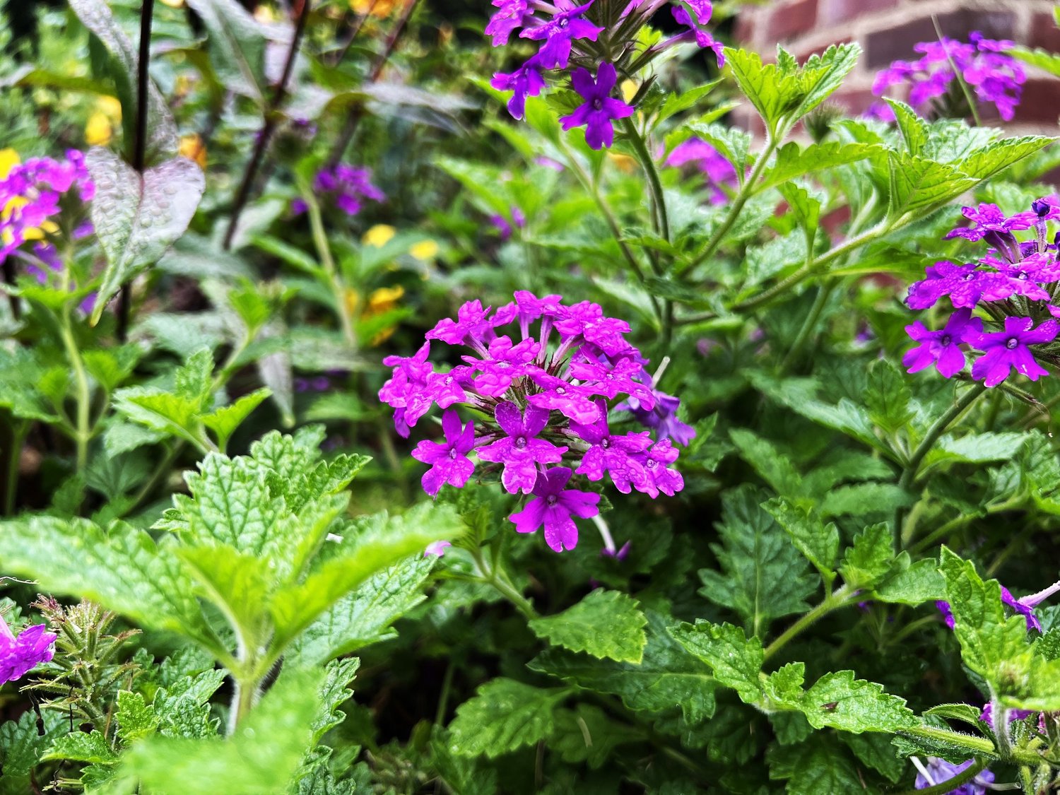 After a Wild Week, It's the Perfect Time to Reimagine Your Landscape — Union Landscape Design, Philadelphia Main Line