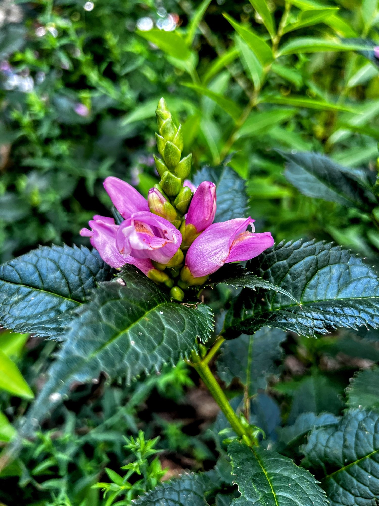 Mid-Season Check-In: Filling the Gaps with Low-Maintenance Native Plants — Union Landscape Design, Philadelphia Main Line