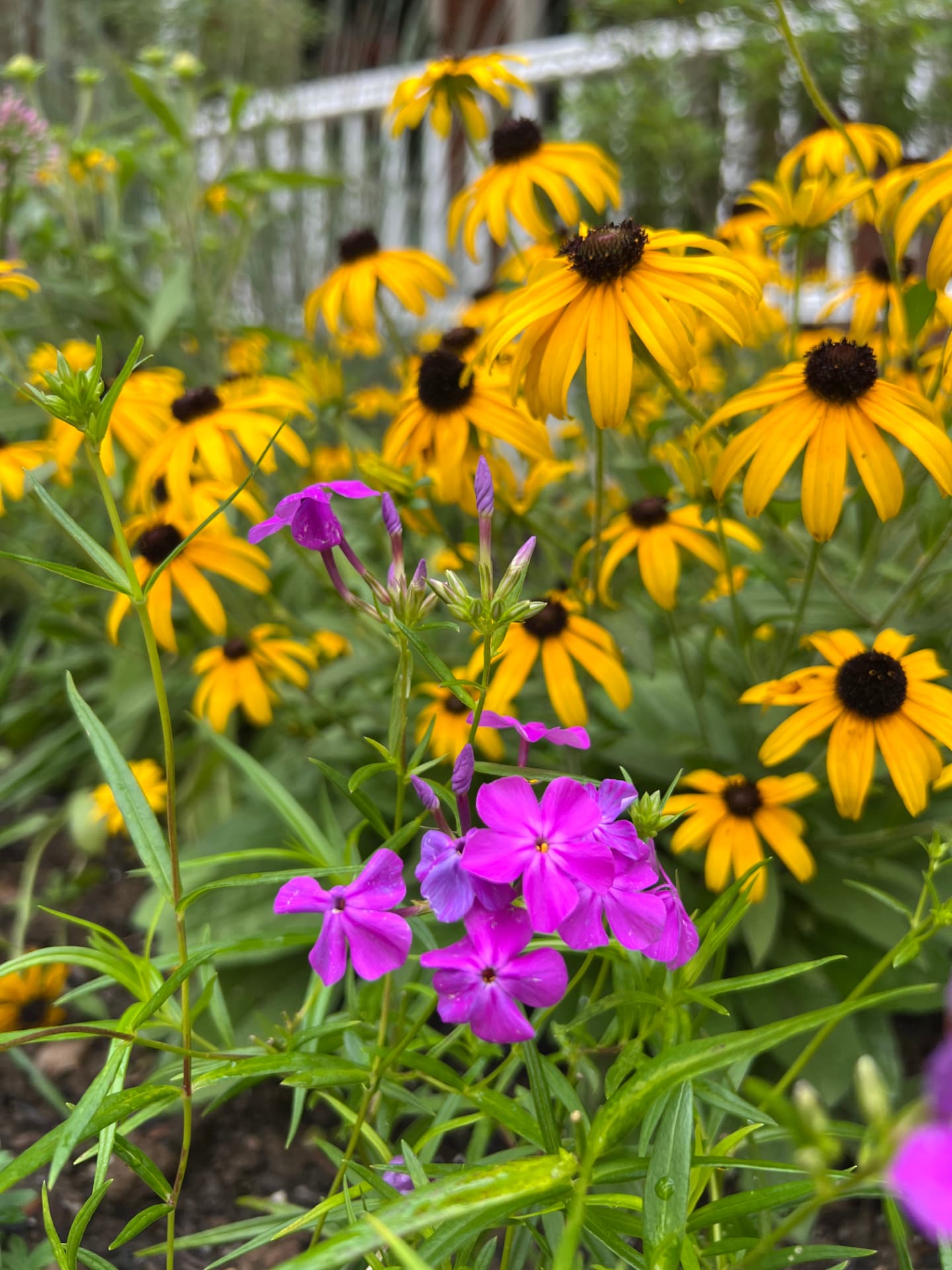 Yellow black-eyed Susans and magenta phlox woven together in the front garden
