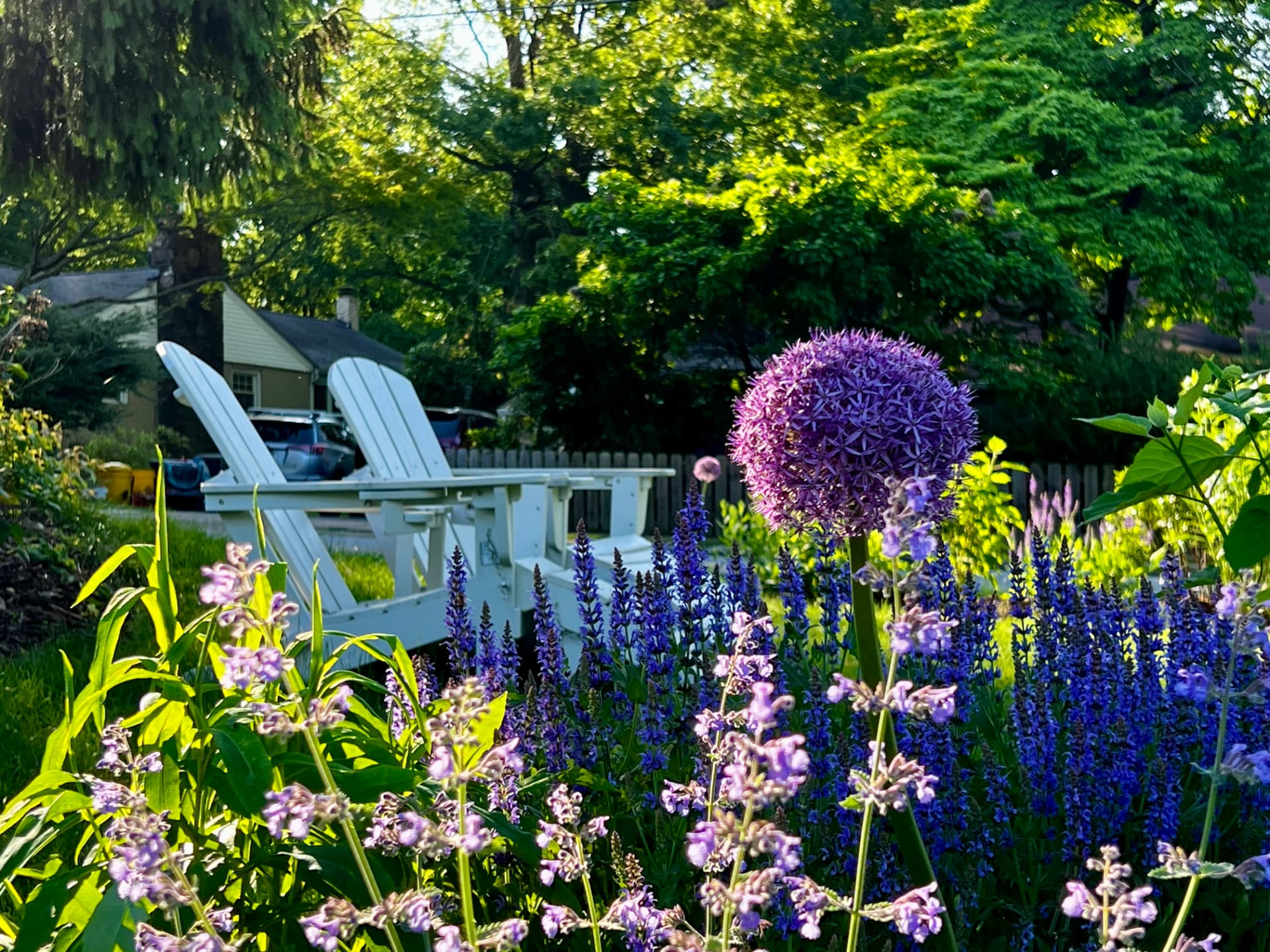 Purple allium in front of white Adirondack chairs