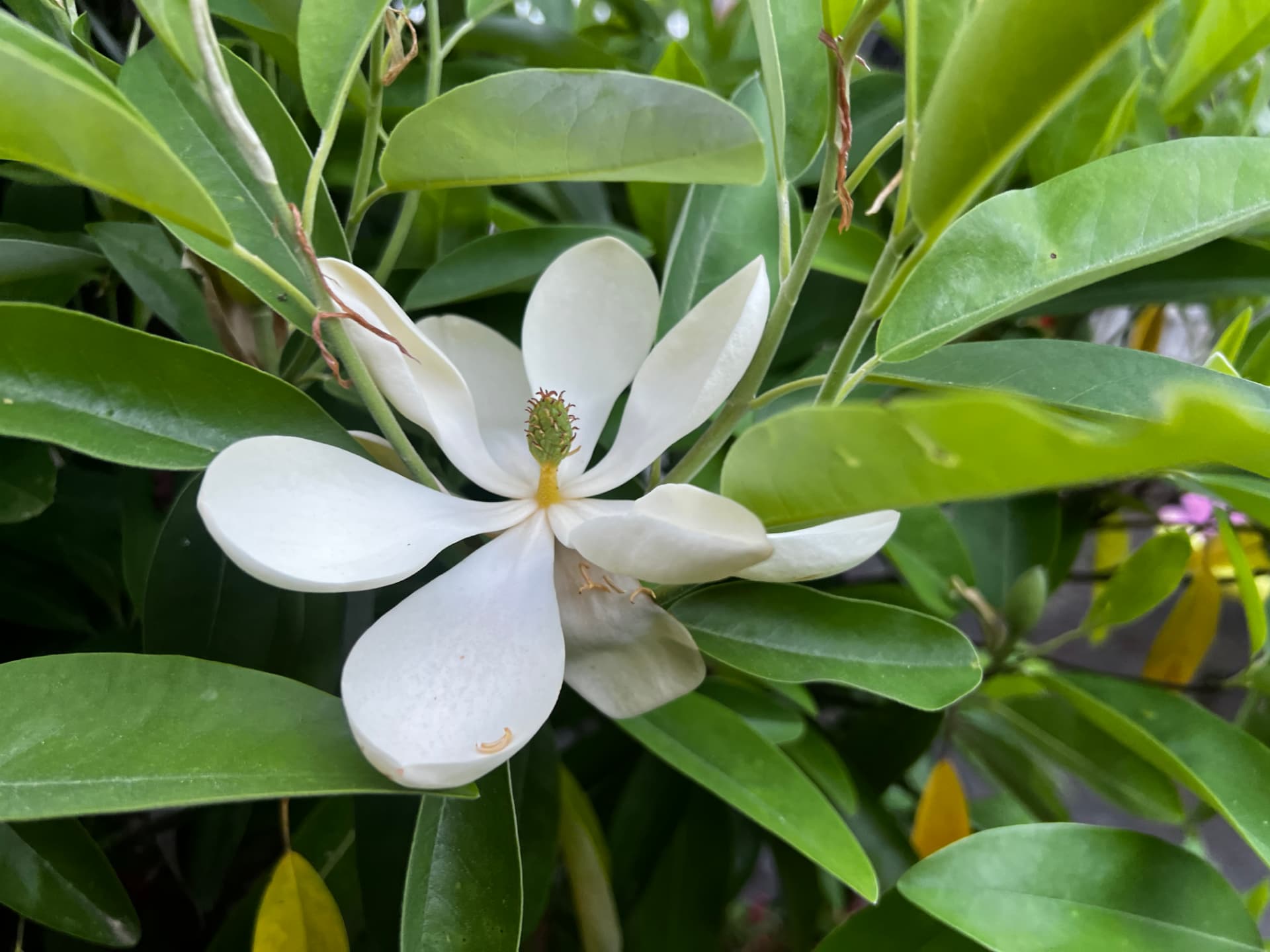 White magnolia flower opening among glossy green leaves