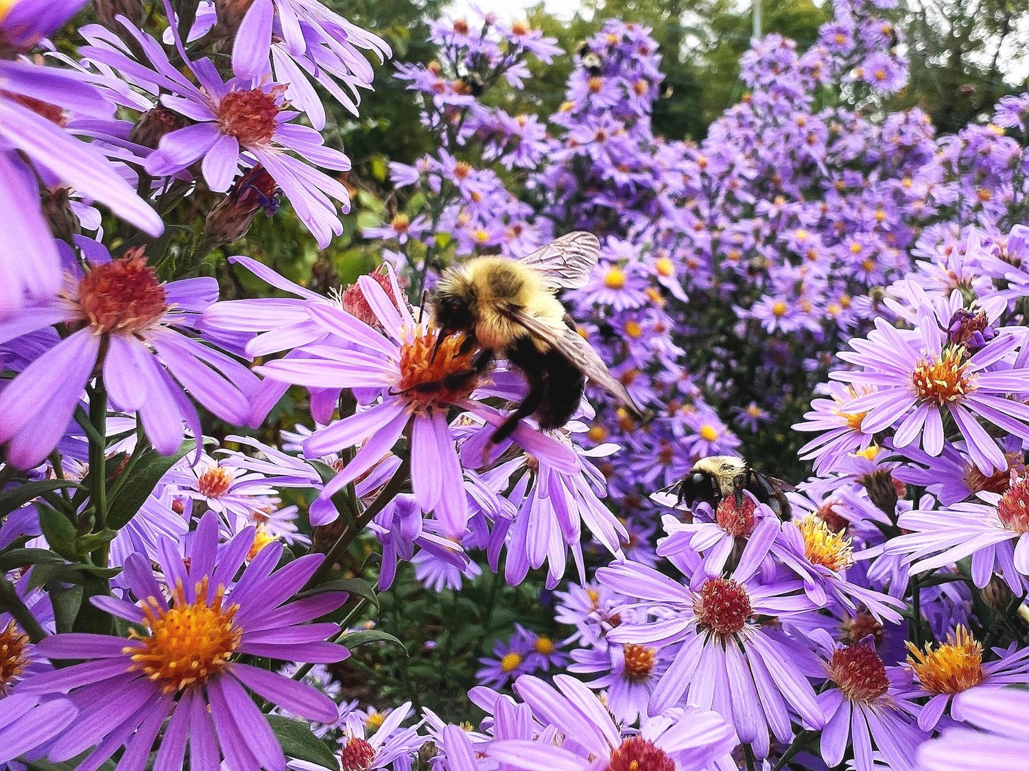 Native All‑Stars: 9 Plants That Help Pollinators and Landscapes Thrive — Union Landscape Design, Philadelphia Main Line