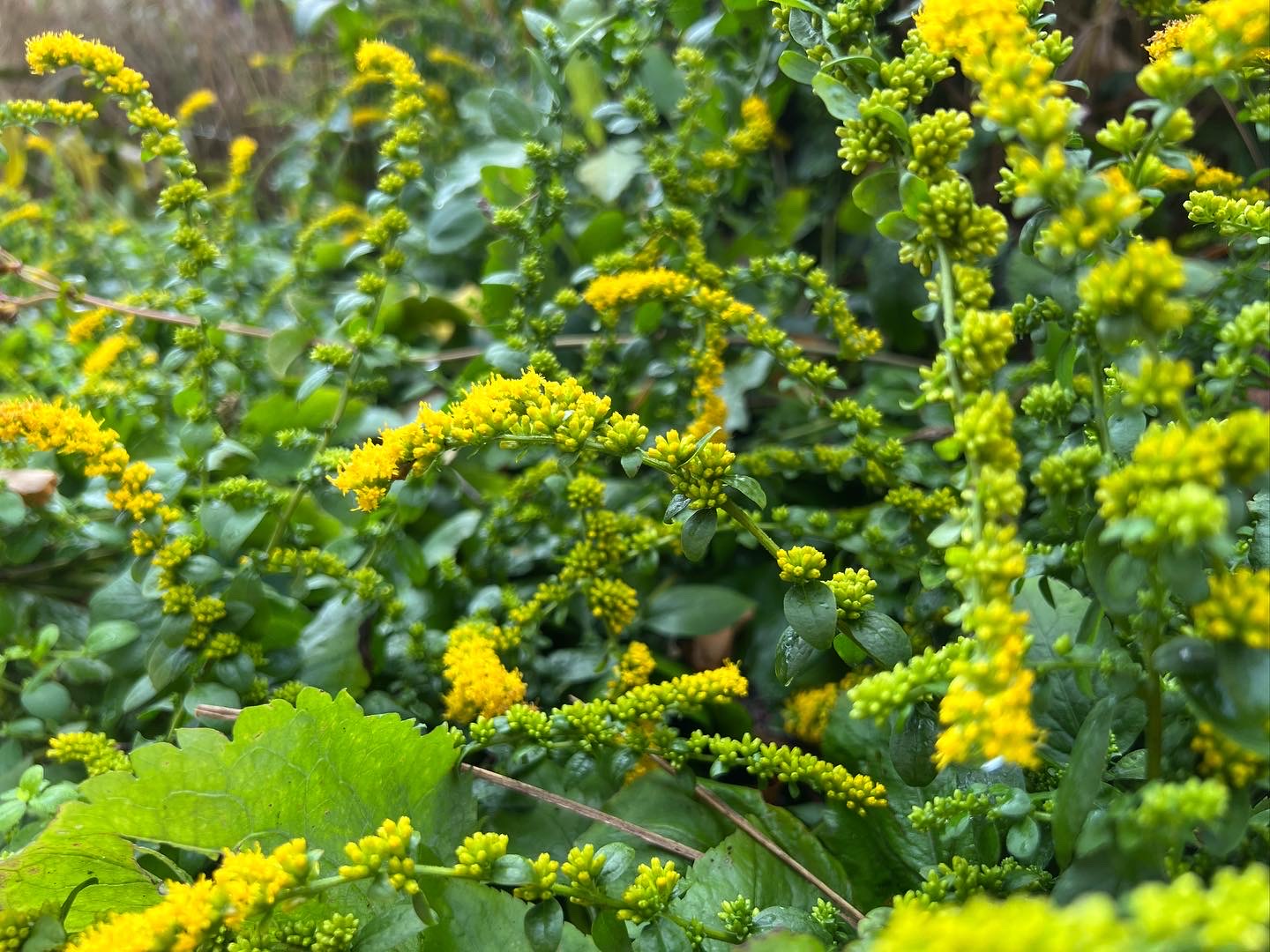 Goldenrod blooms weaving through a green ground layer in the front border
