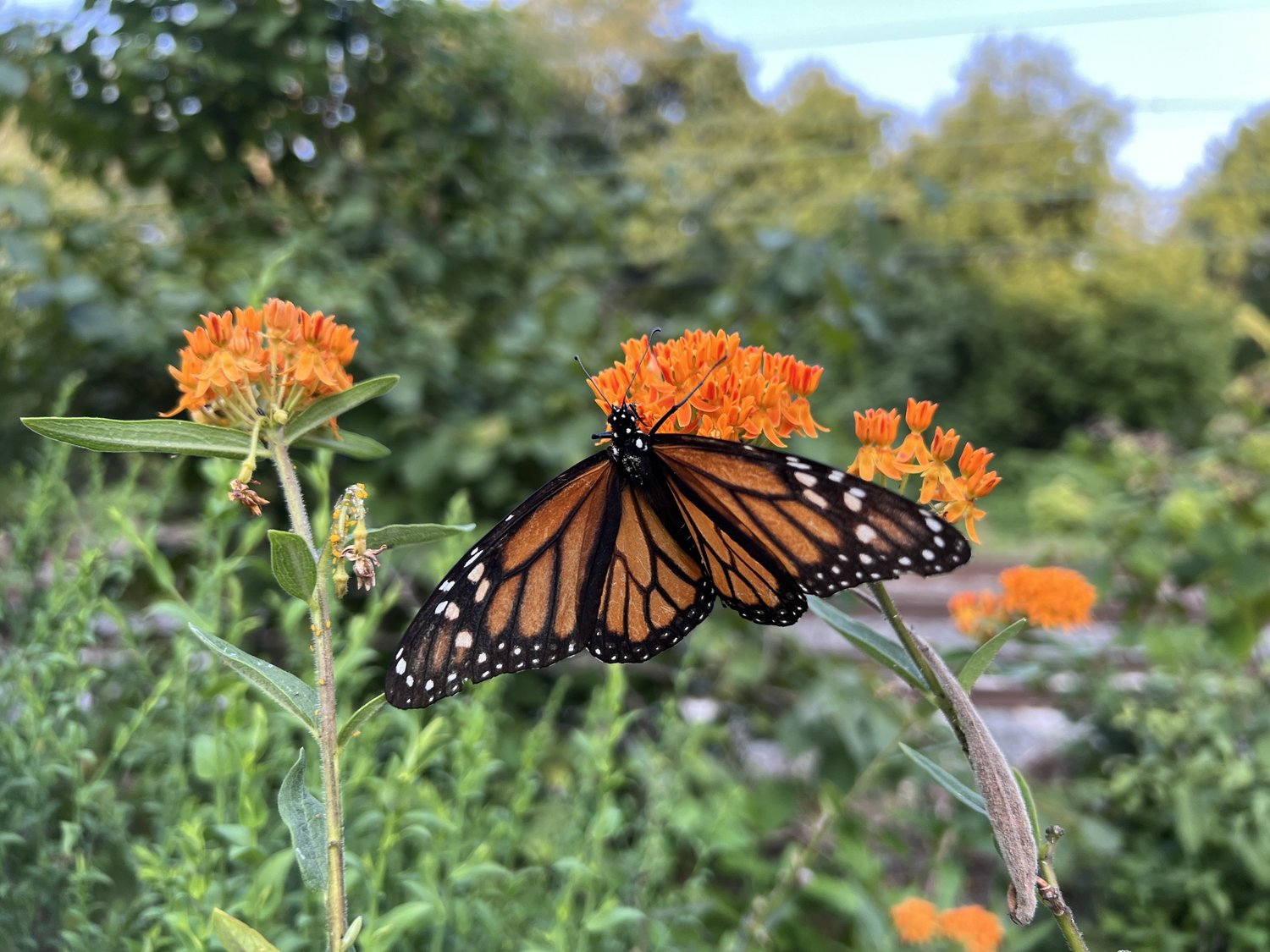 Designing for Wildlife AND beauty — Union Landscape Design, Philadelphia Main Line