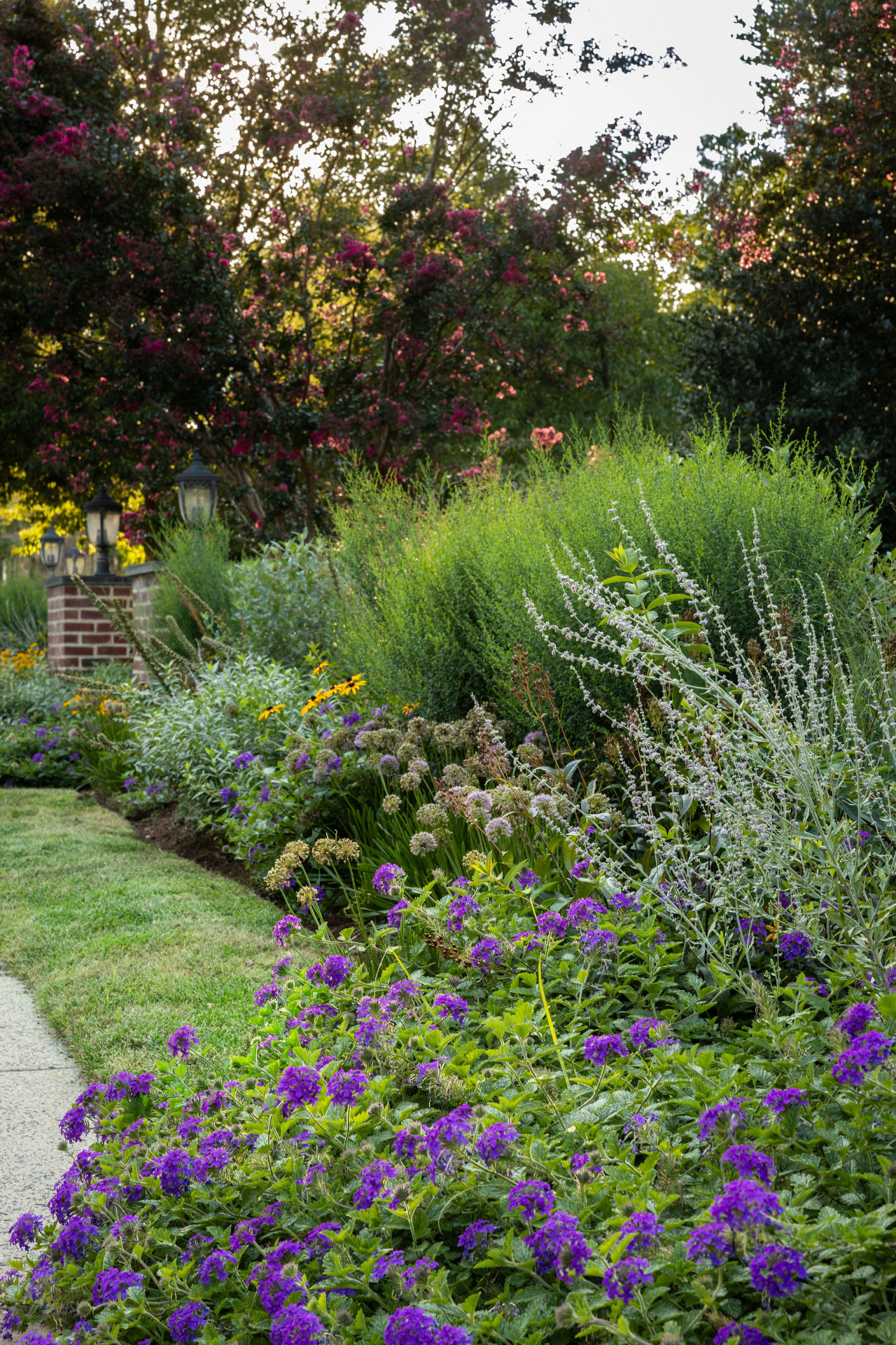 Layered entry garden border with purple groundcover, yellow flowers, and silvery foliage
