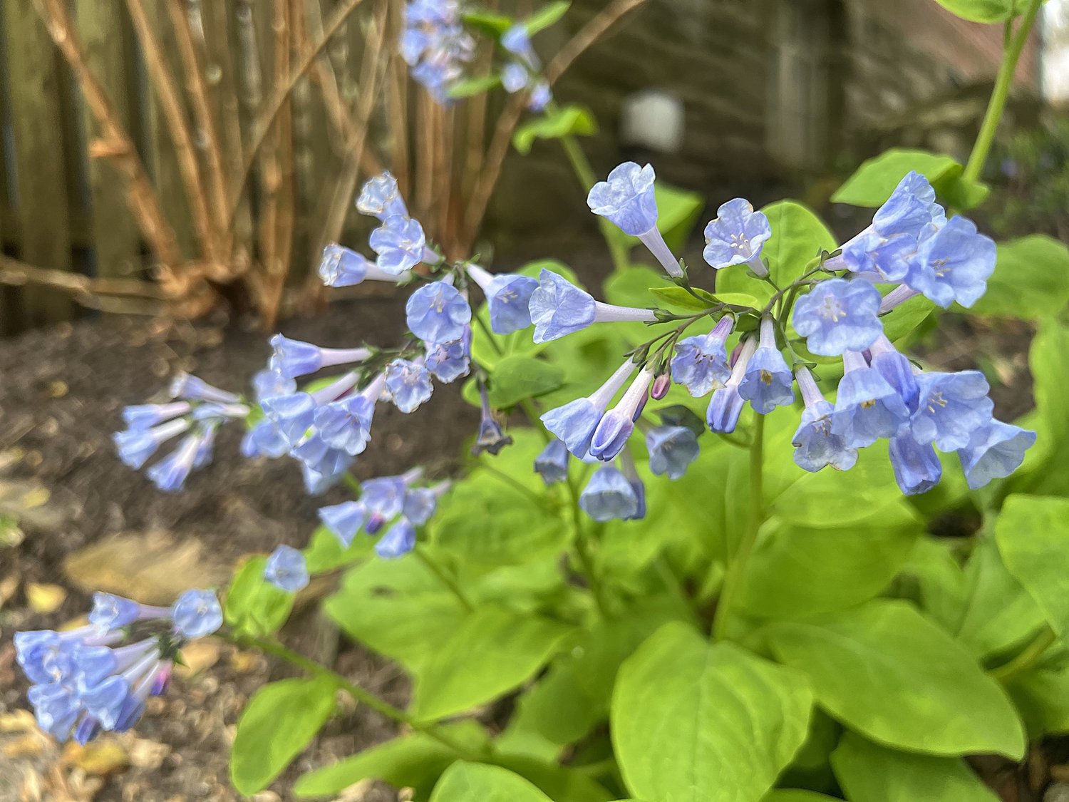 Top 10 Native Plants to Brighten Your Main Line Landscape This Spring — Union Landscape Design, Philadelphia Main Line