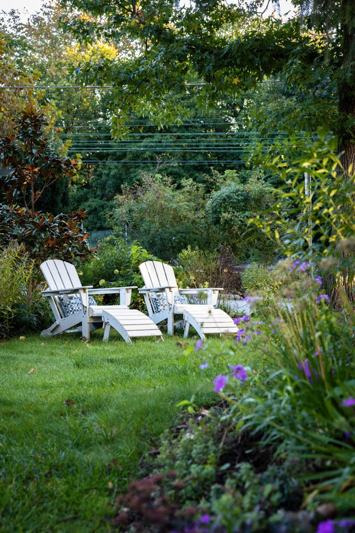 White Adirondack chairs on the lawn seen past purple phlox and a magnolia