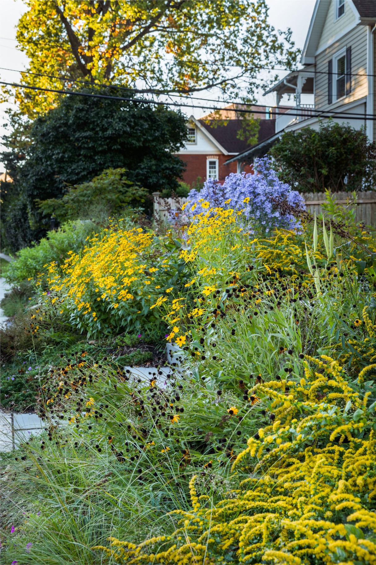 Layered fall native border of rudbeckia, asters, and goldenrod along the Bryn Mawr street