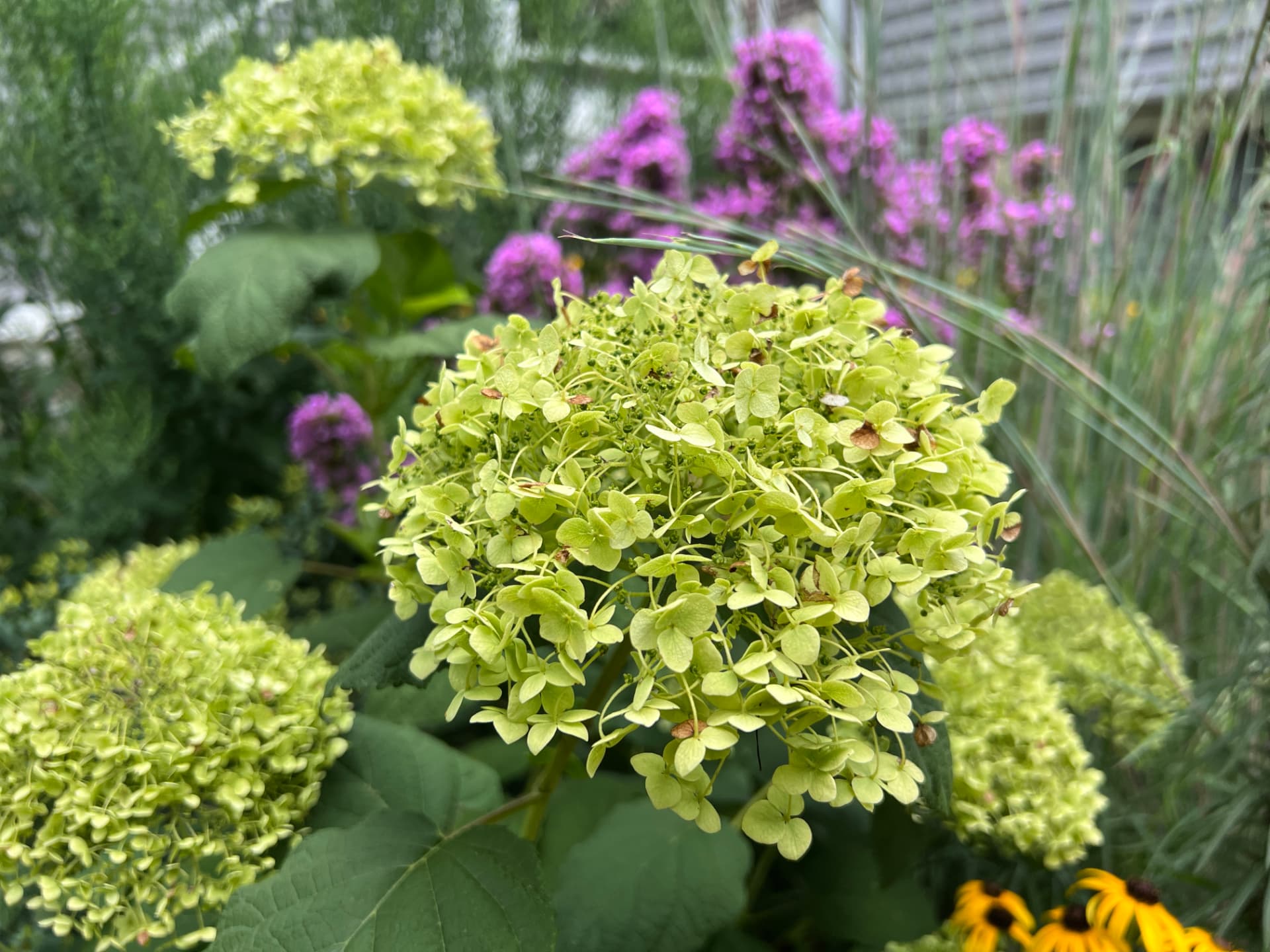 Pale green hydrangea flower framed by pink blooms and ornamental grass