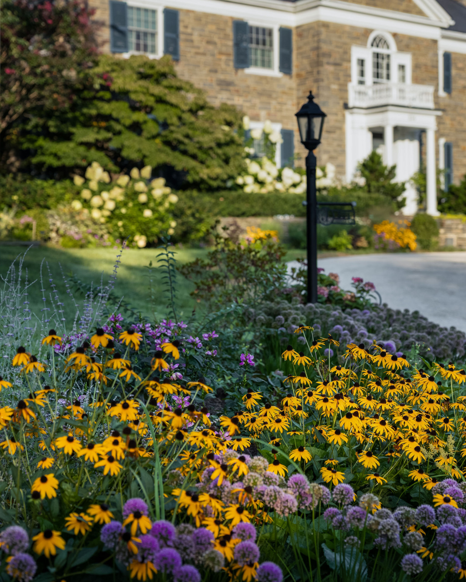 Black-eyed susans, alliums, and purple flowers beside the drive at Cheswold Hill