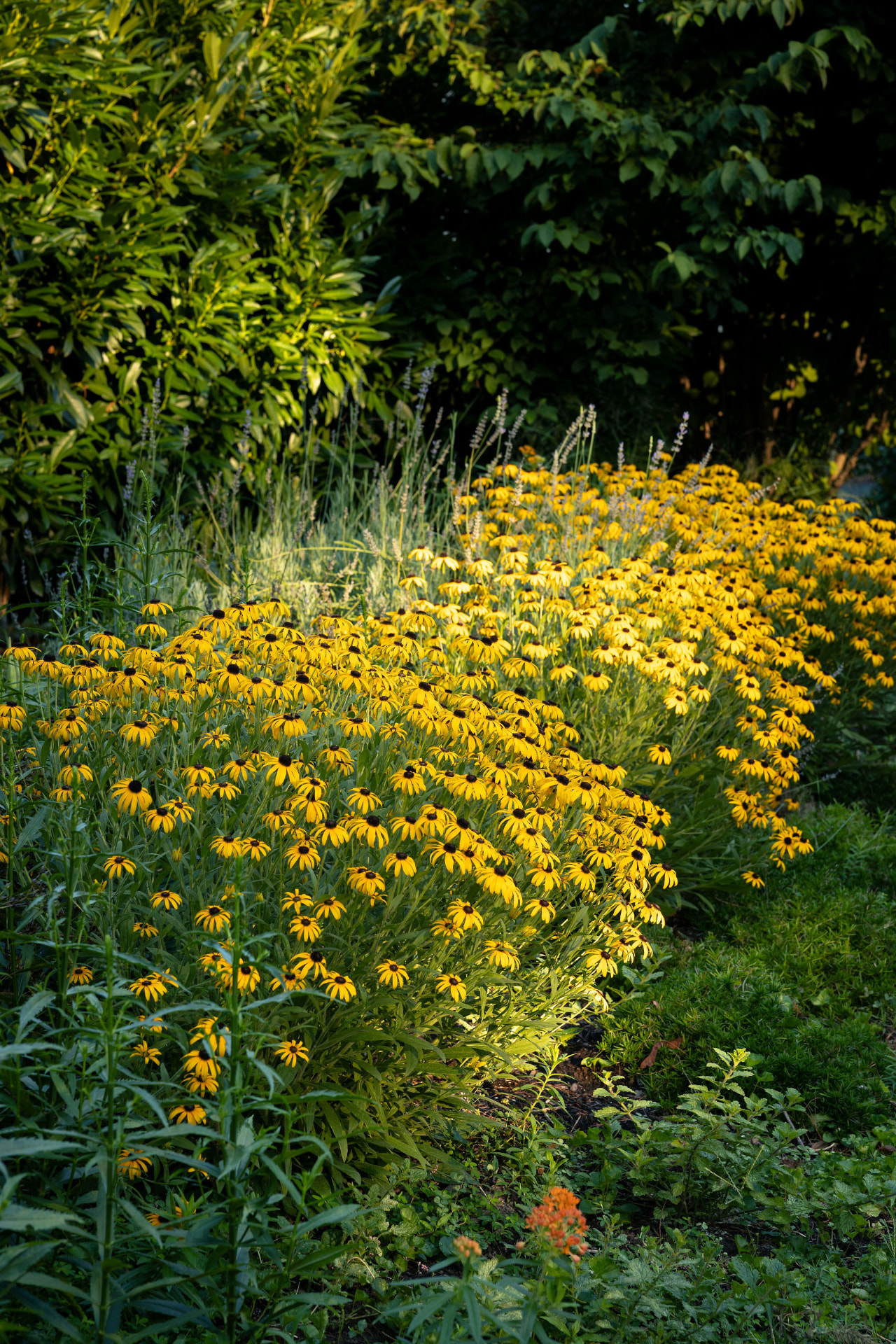 Evening light across a dense border of black-eyed Susans and ornamental grasses