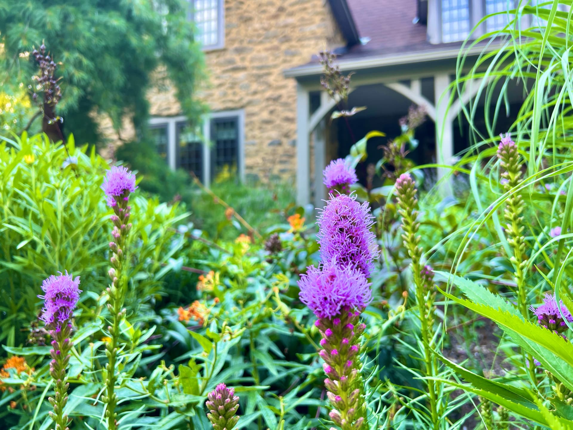 Blazing star flowers in bloom with the cottage porch blurred behind