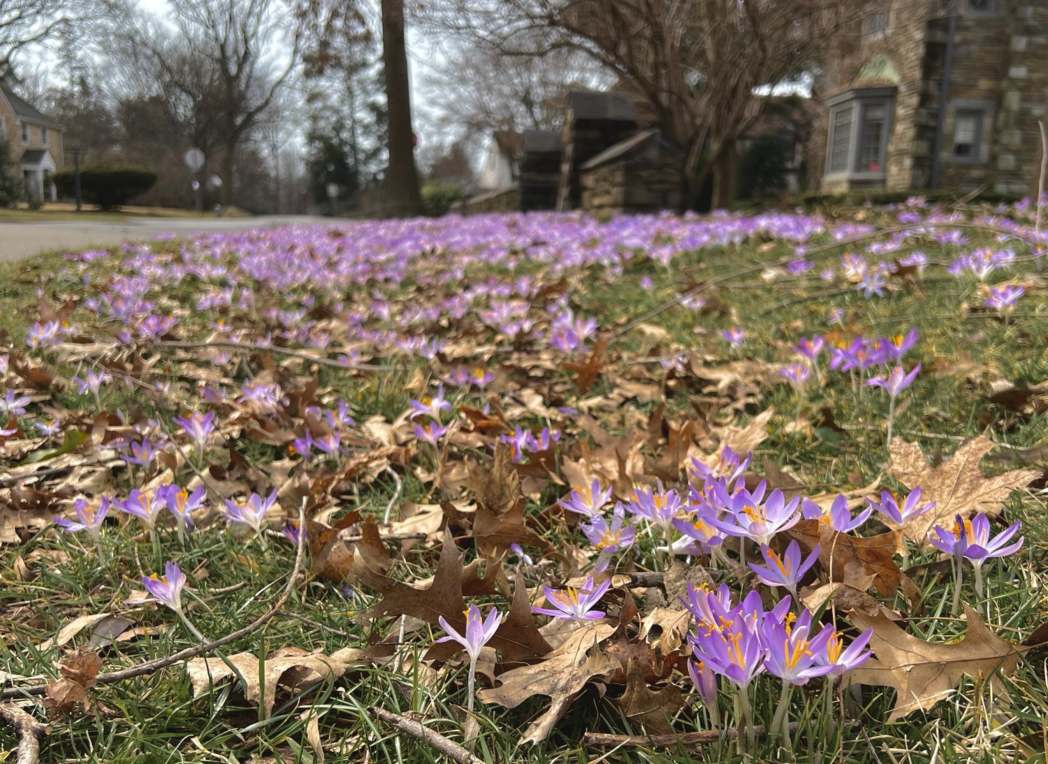 Crocuses in Bloom — Union Landscape Design, Philadelphia Main Line