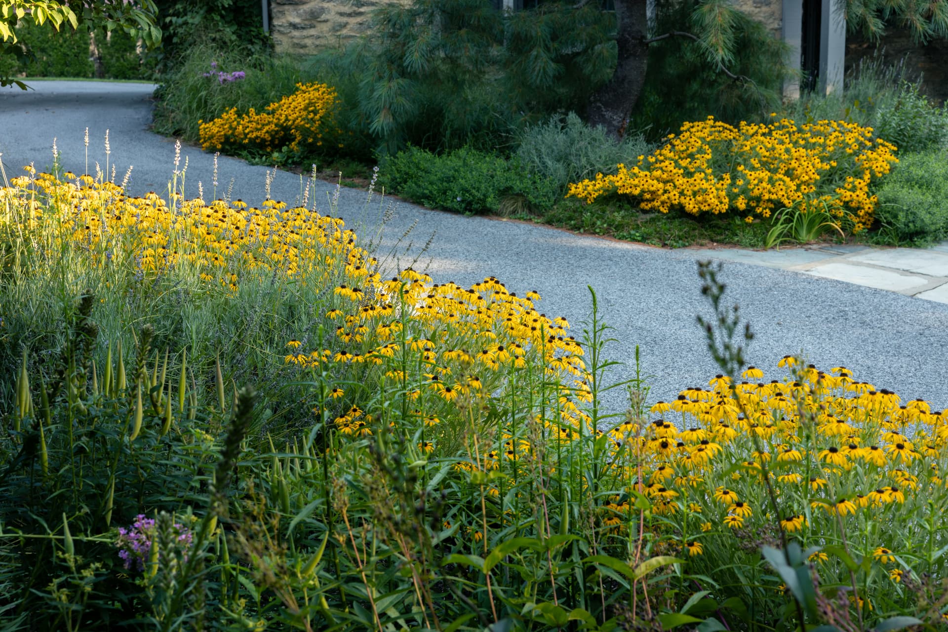 Curving gravel path through a border of yellow flowers and tall perennial spikes