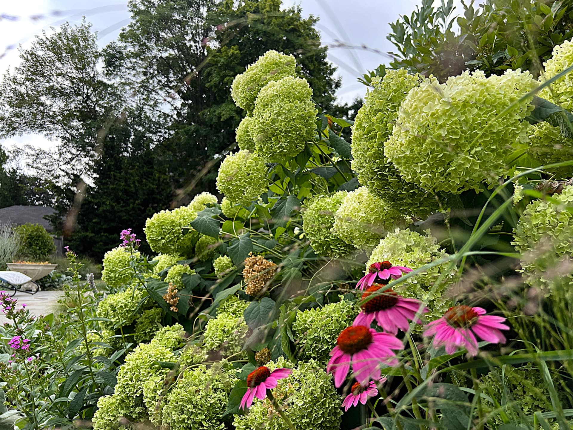 Pink echinacea and green hydrangea blooms in a layered Wayne garden bed