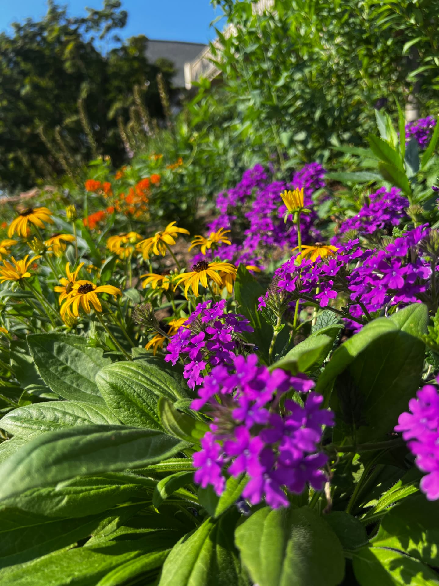 Purple verbena and yellow black-eyed Susans woven through the summer border
