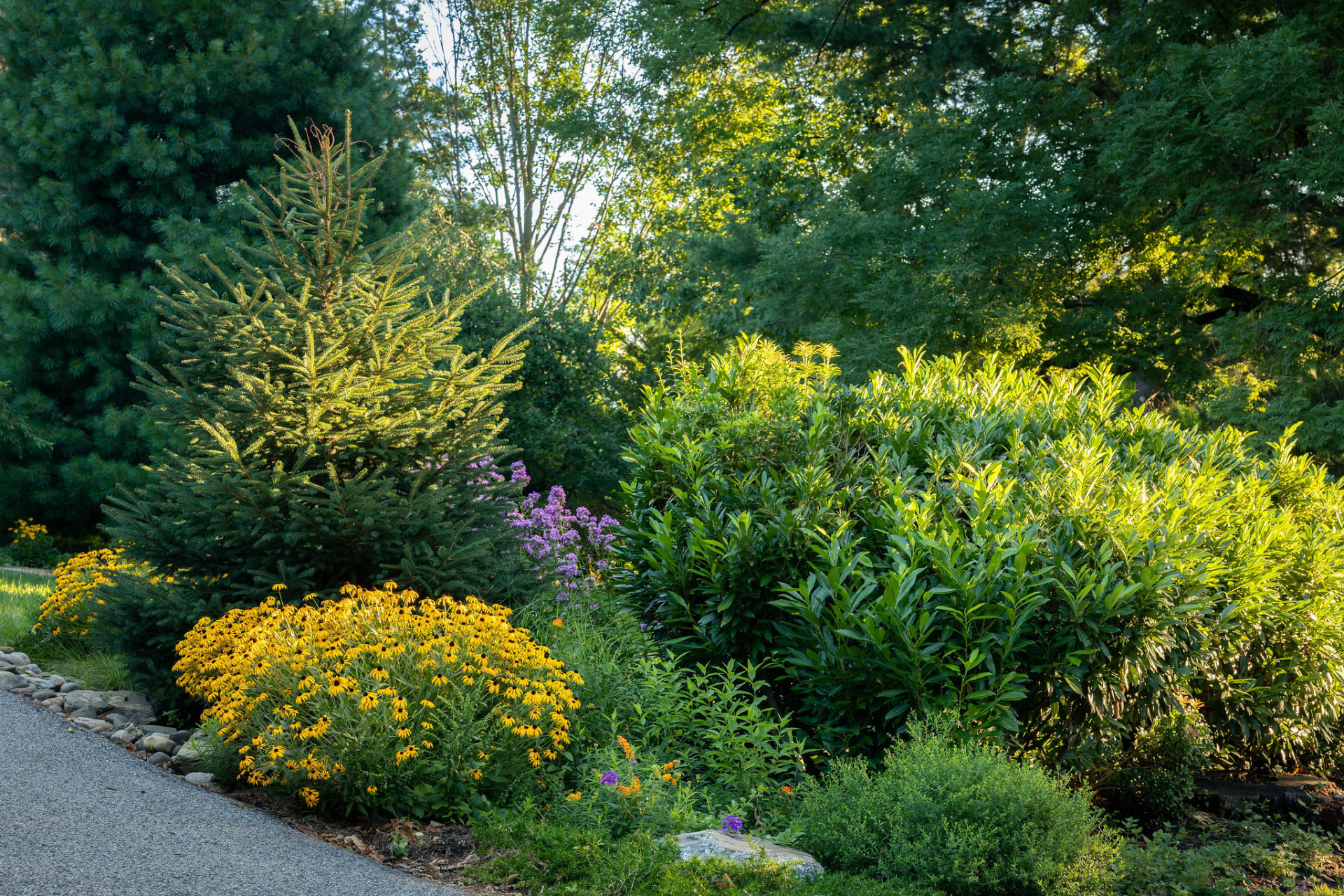 Garden border edge with stones, black-eyed Susans, and evergreen shrubs