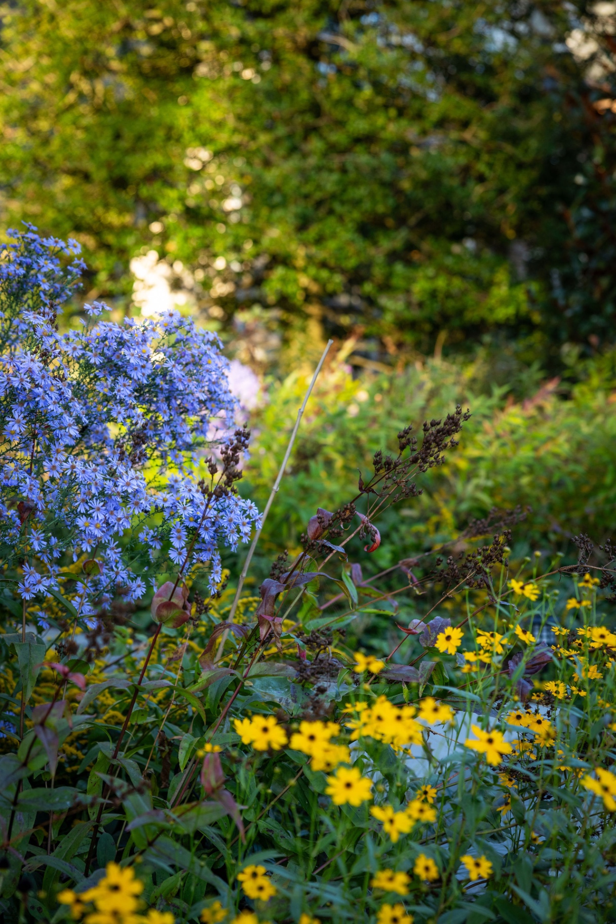 Blue asters and yellow rudbeckia mingling in late-day fall light
