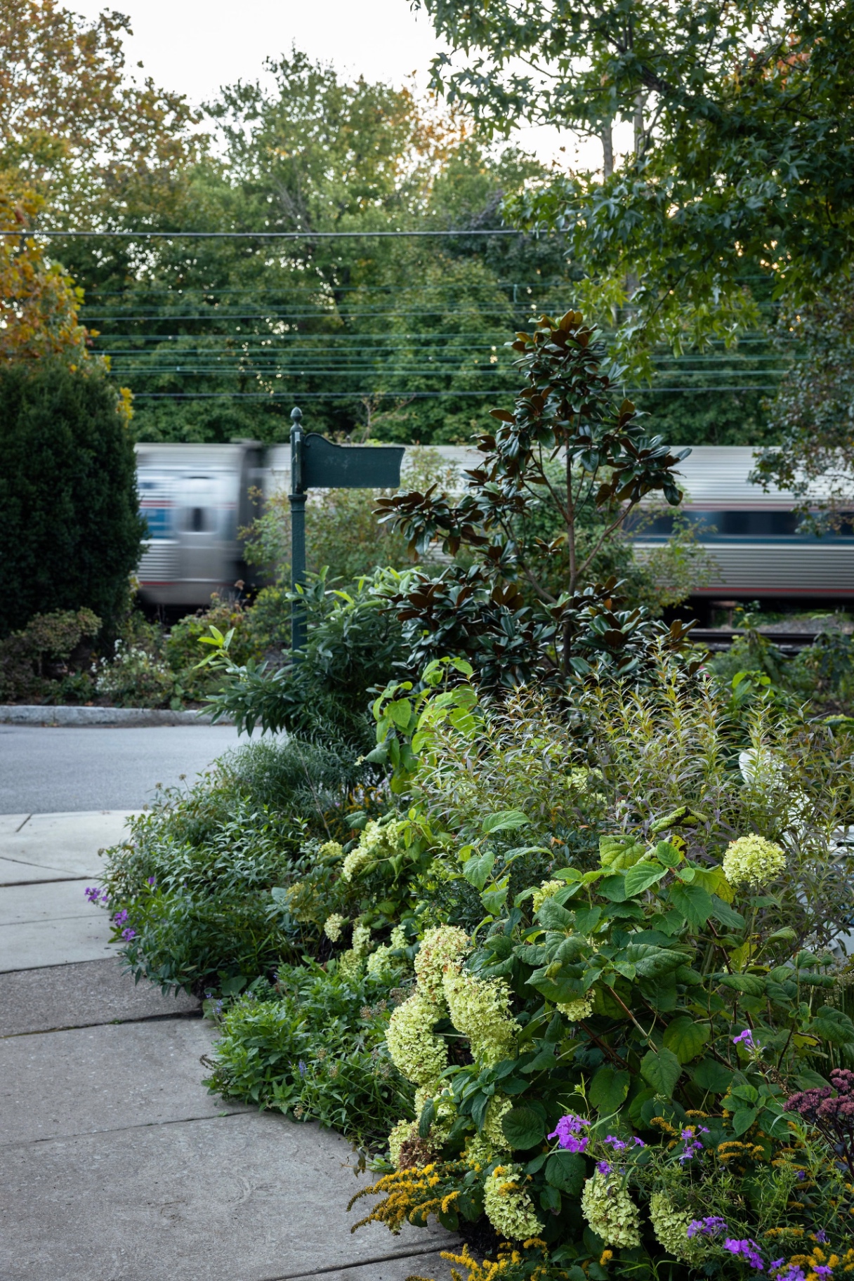 Hydrangeas, phlox, and goldenrod along the sidewalk as a train passes beyond