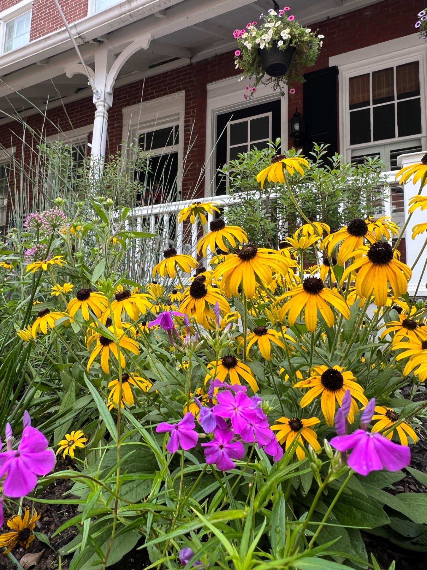 Mature black-eyed Susans and pink phlox blooming densely in front of the townhome porch